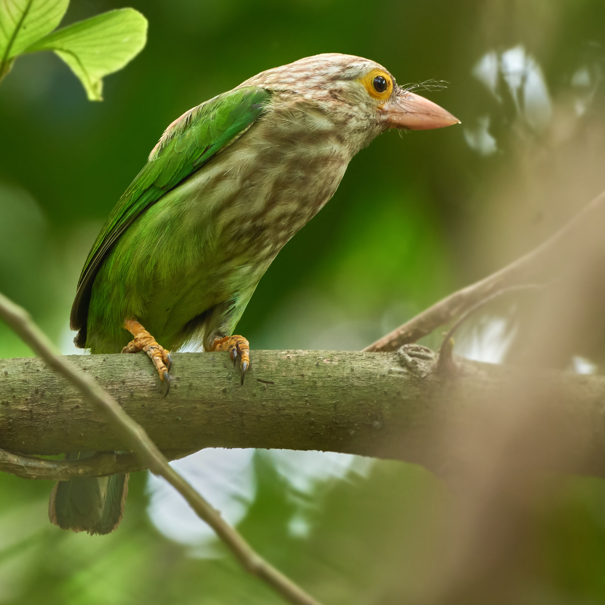 Nikon AF-S Nikkor 200-500mm F5.6E ED VR sample photo. Thinking hard ? photography