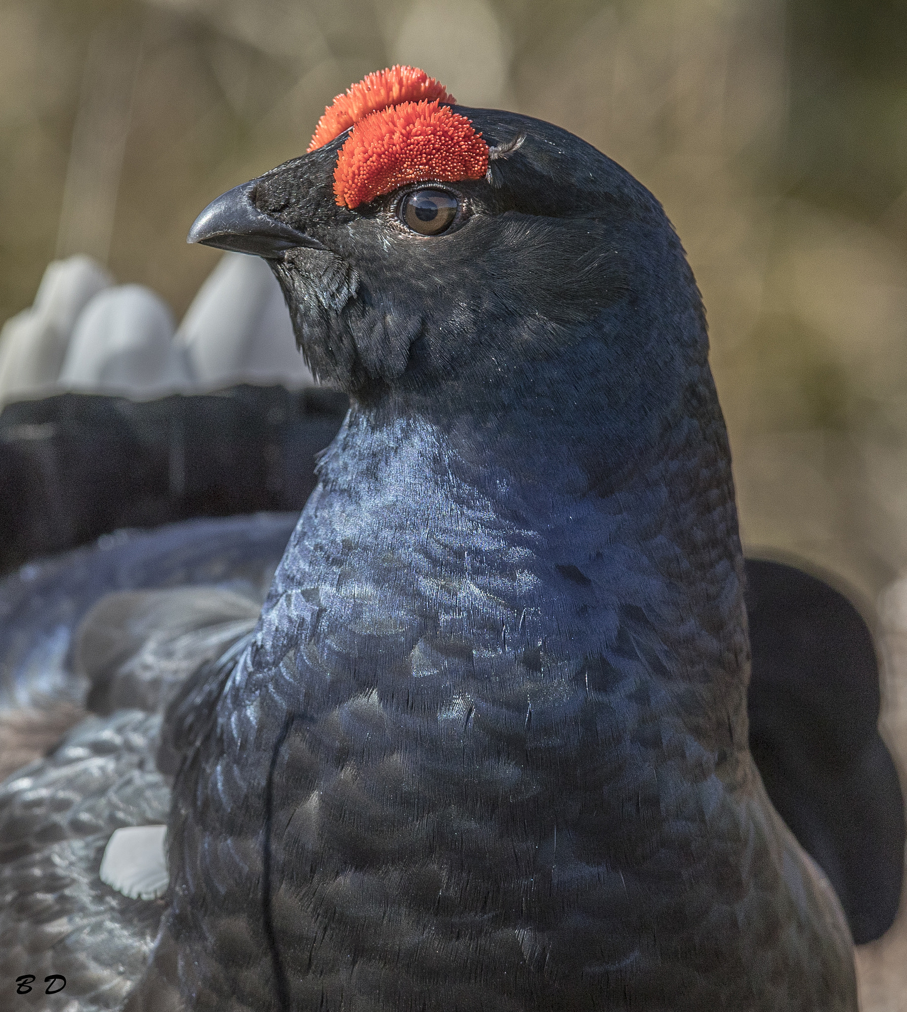 Canon EOS-1D X Mark II + Canon EF 300mm F2.8L IS USM sample photo. Black grouse portrait photography