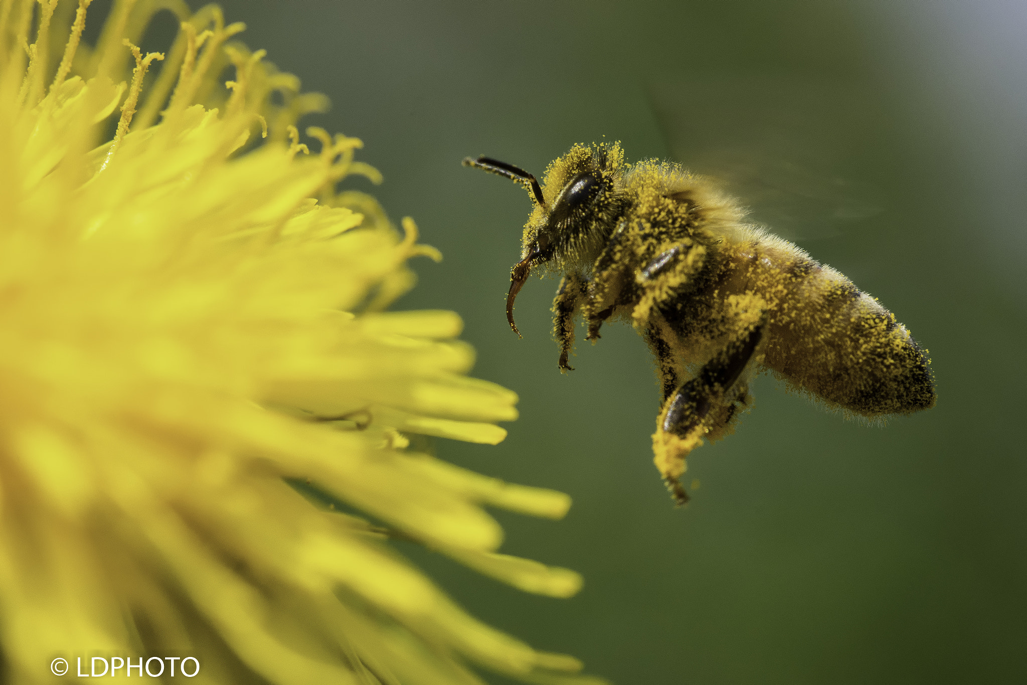 Sigma 105mm F2.8 EX DG OS HSM sample photo. Bee sting photography