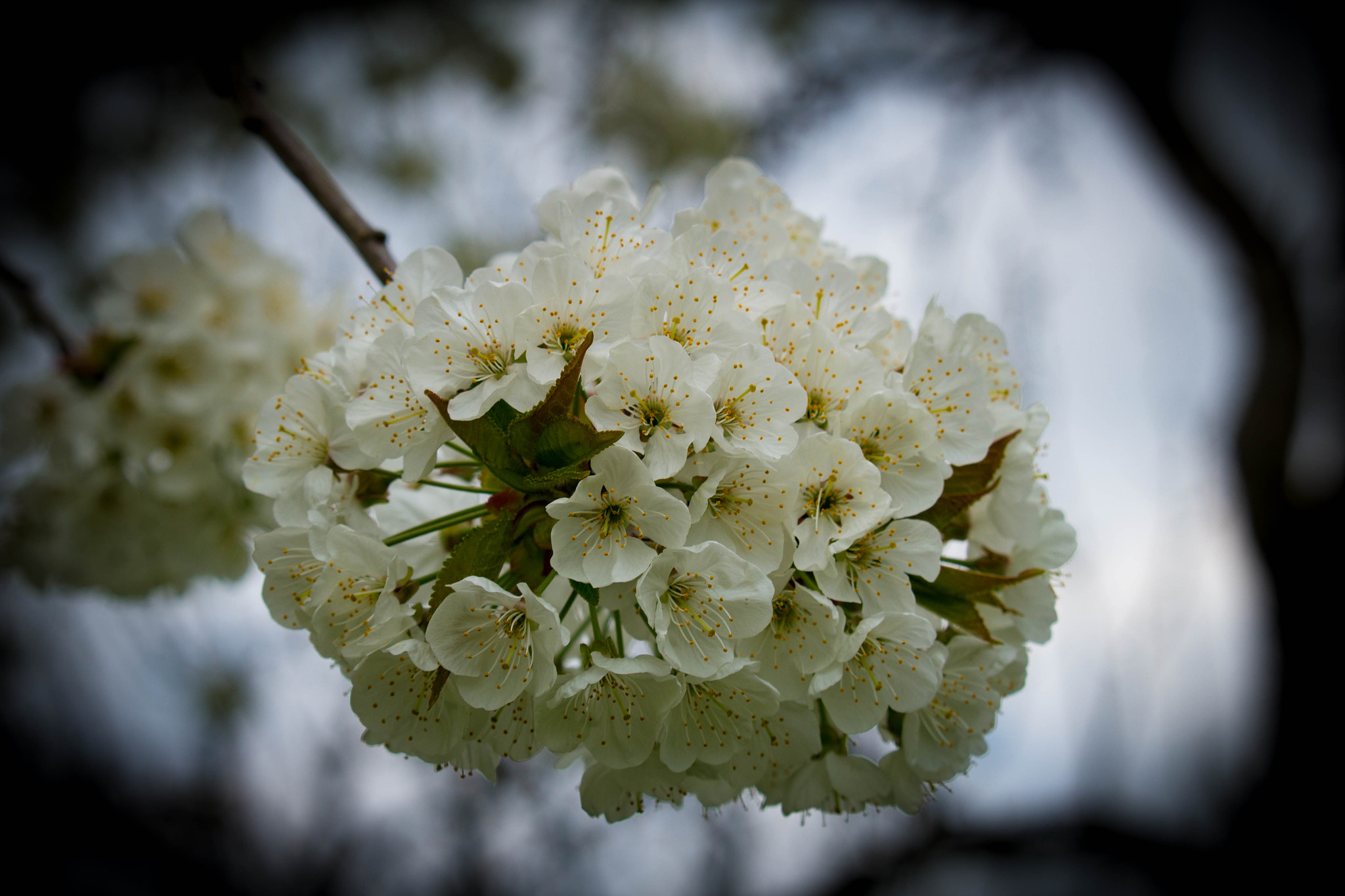 Canon EF-S 55-250mm F4-5.6 IS STM sample photo. Blüten im april photography