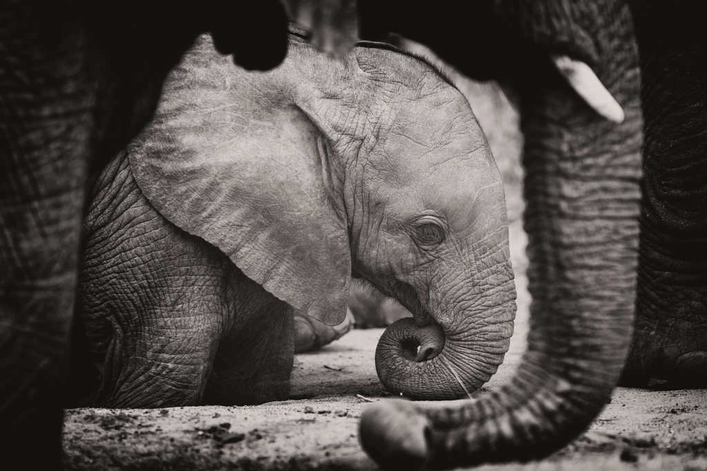 Protection by Rudi Hulshof on 500px.com