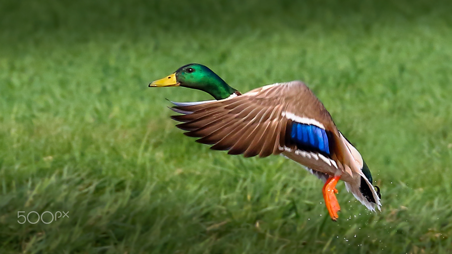 Canon EF 70-300mm F4-5.6L IS USM sample photo. | takeoff | photography