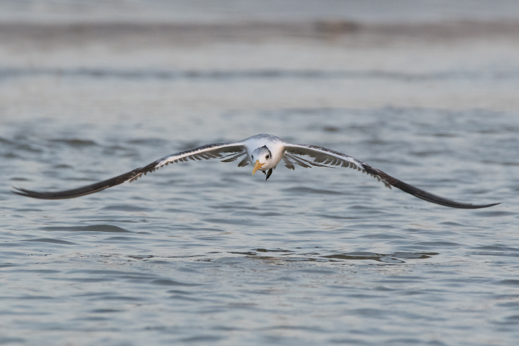 Sigma 150-600mm F5-6.3 DG OS HSM | C sample photo. Fly photography