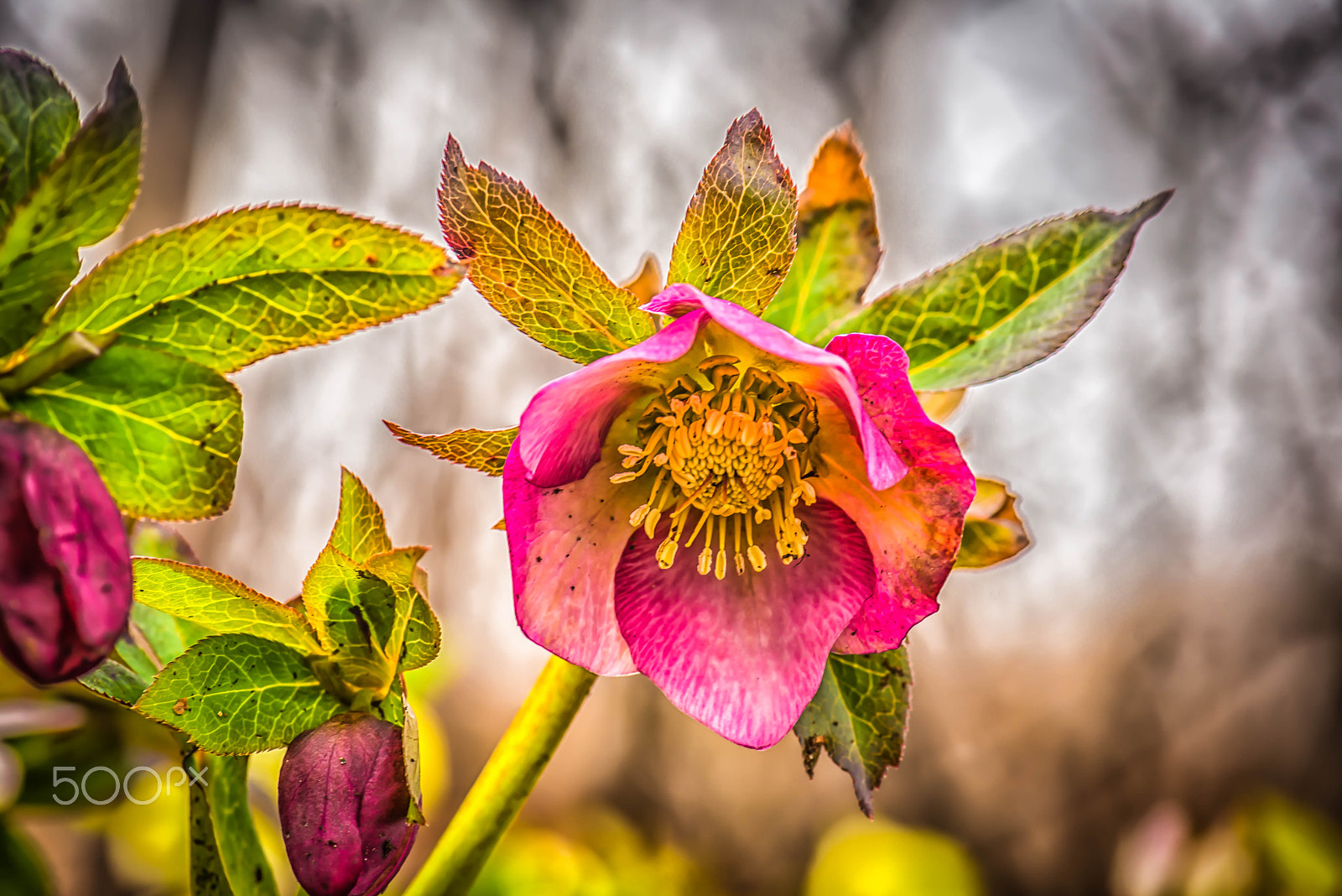 Nikon AF-S Micro-Nikkor 105mm F2.8G IF-ED VR sample photo. Spring sprung! photography
