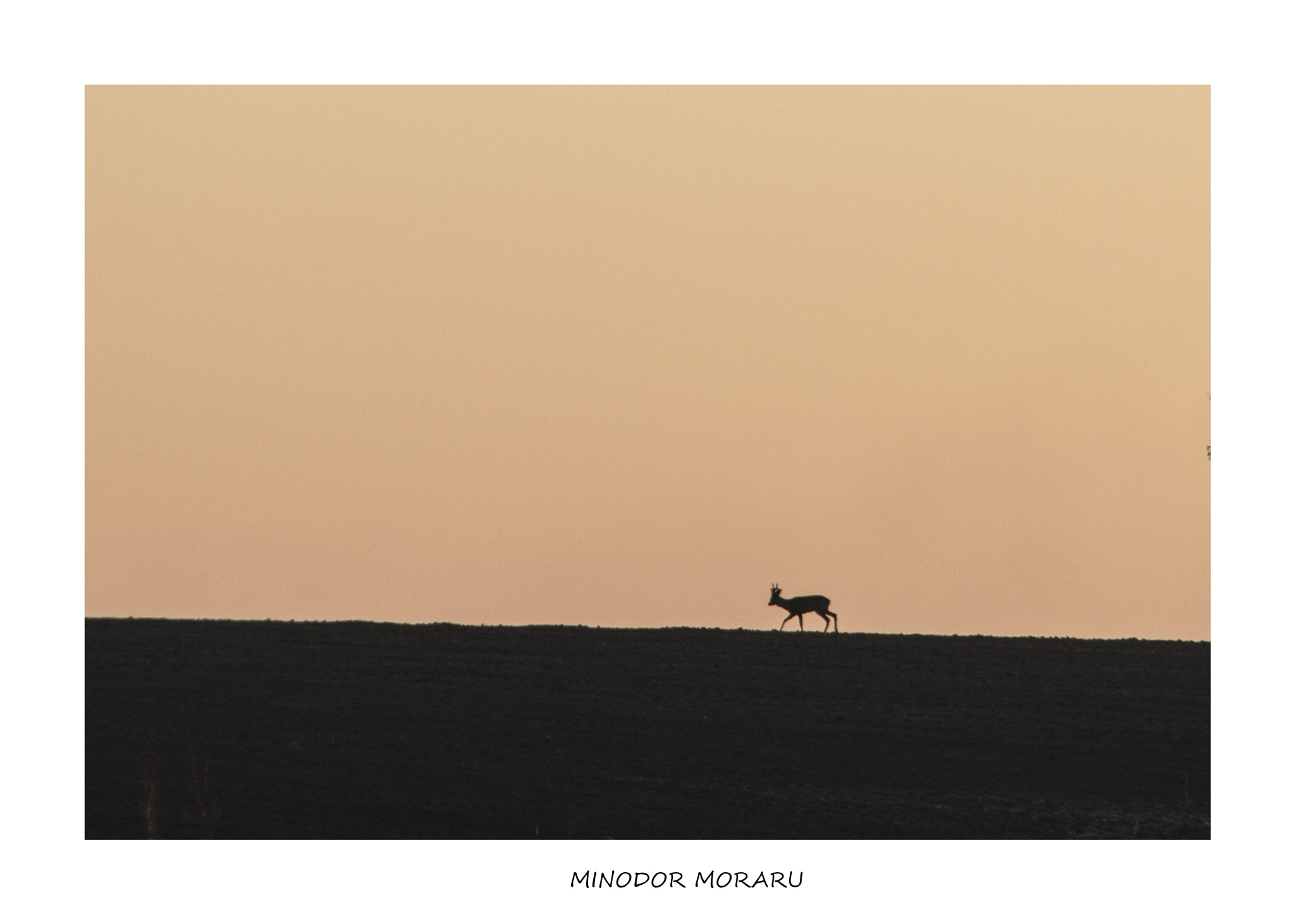 Sigma 18-250mm F3.5-6.3 DC OS HSM sample photo. Back home ... photography