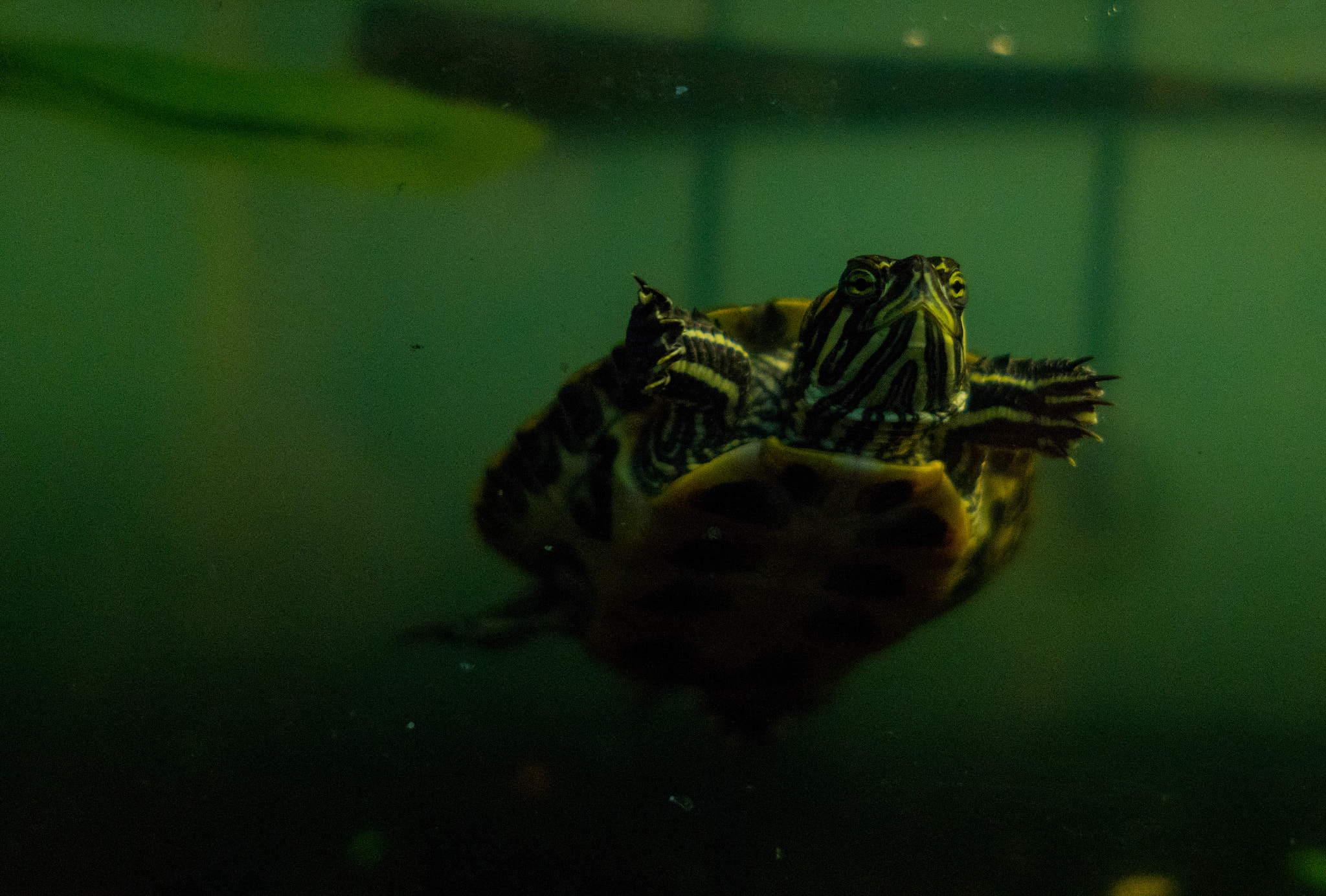 Sony a6000 sample photo. Yellow-bellied slider photography