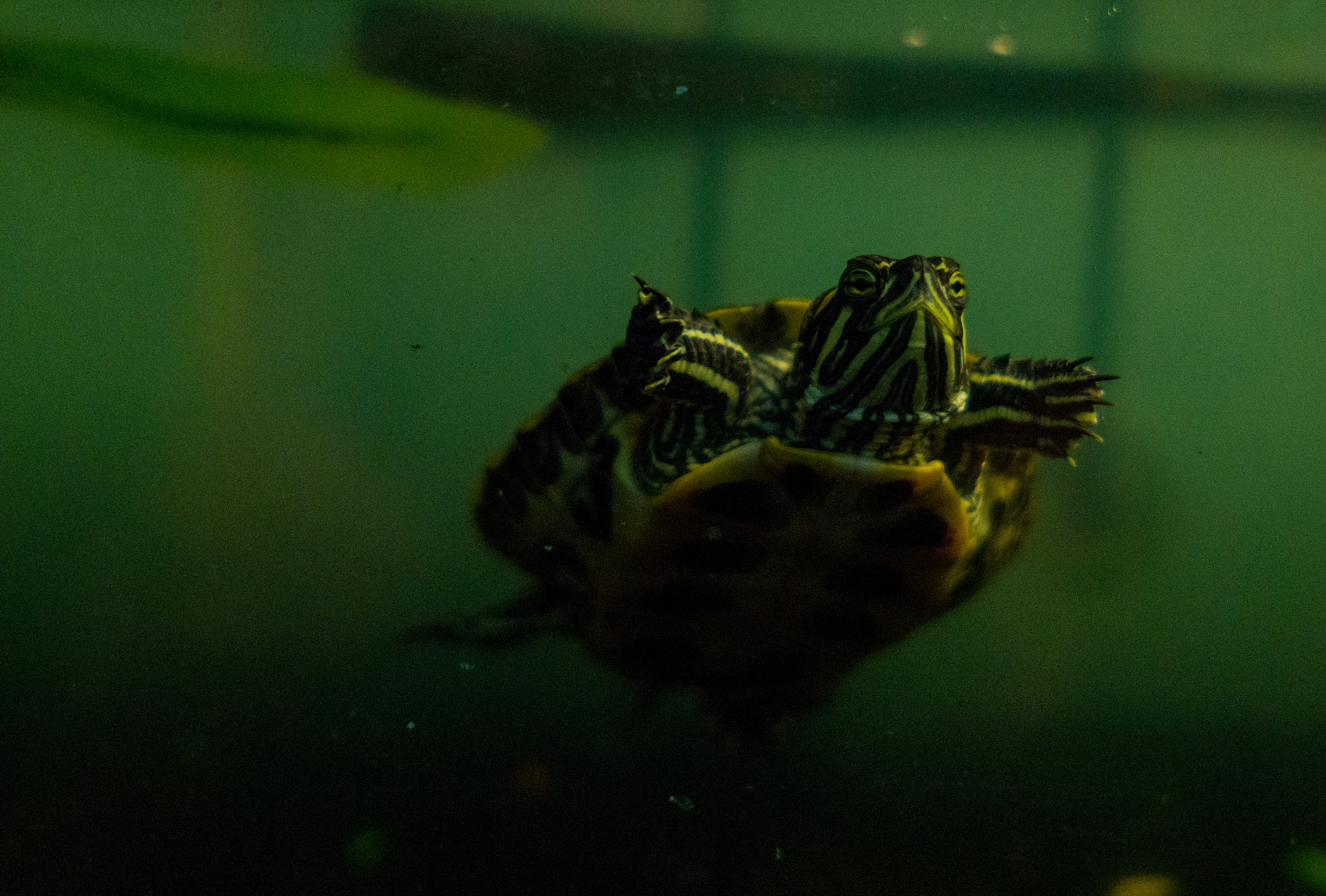 Sony a6000 + Sigma 19mm F2.8 EX DN sample photo. Yellow-bellied slider photography
