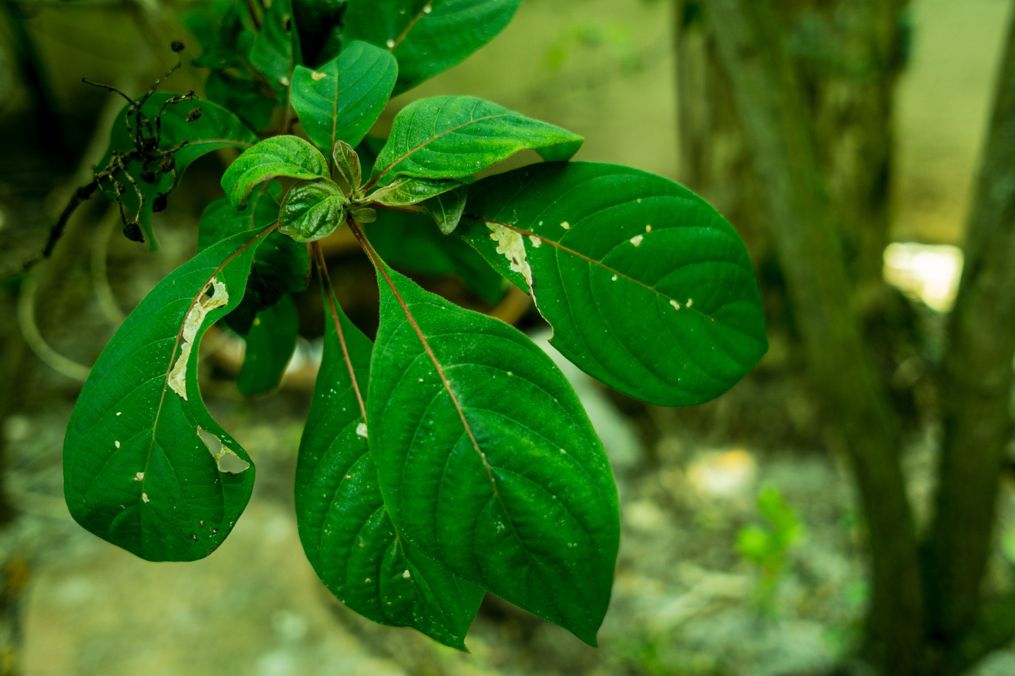 Sony a6000 + Sigma 19mm F2.8 EX DN sample photo. Green leaves closeup photography