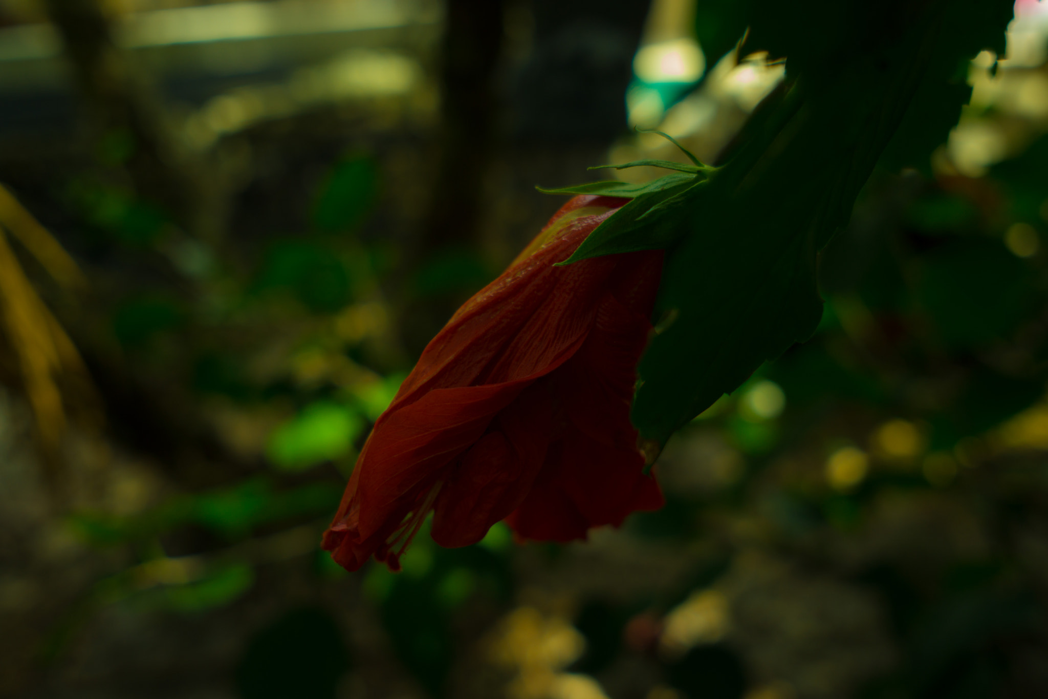 Sony a6000 sample photo. Red dying flower photography