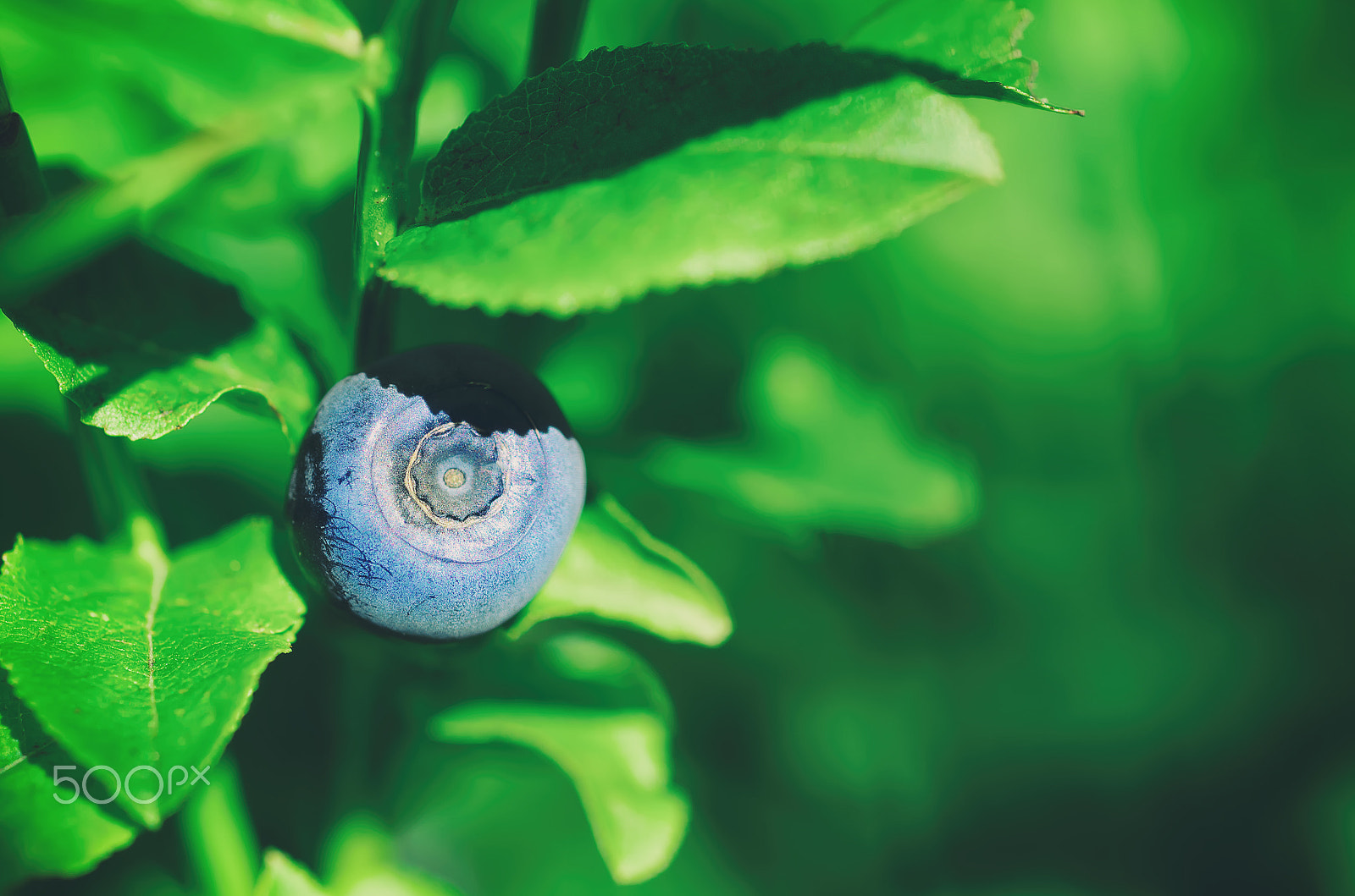 Nikon AF Micro-Nikkor 60mm F2.8D sample photo. Ripe blueberries in nature photography