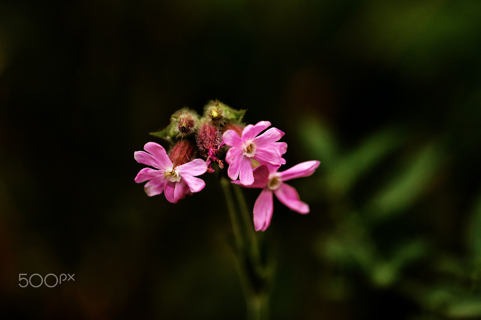 Fujifilm X-T1 sample photo. Delicate photography