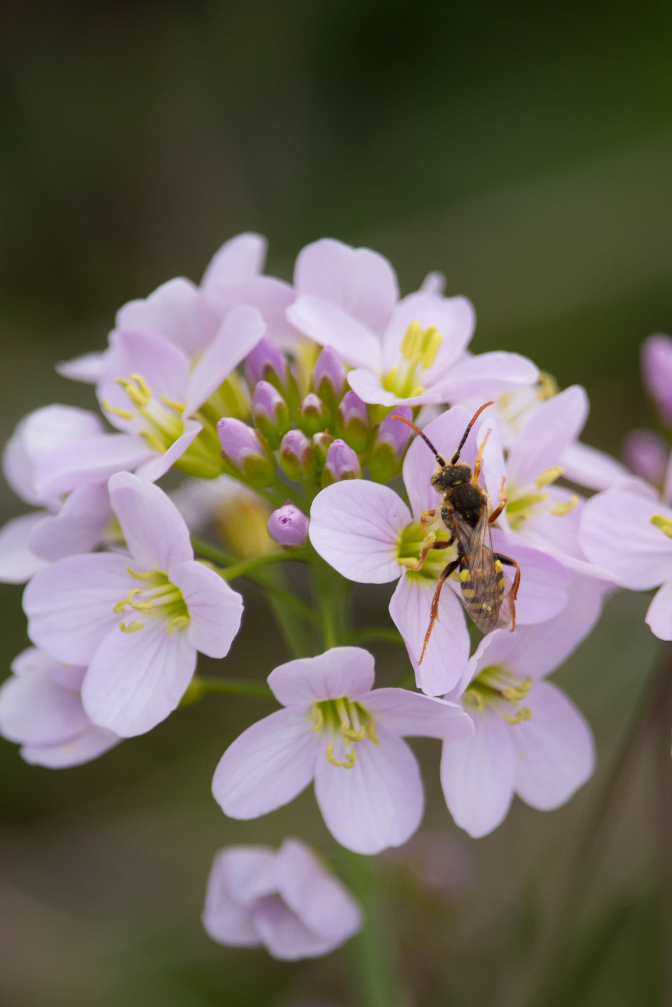Canon EF-S 55-250mm F4-5.6 IS STM sample photo. Pollen photography