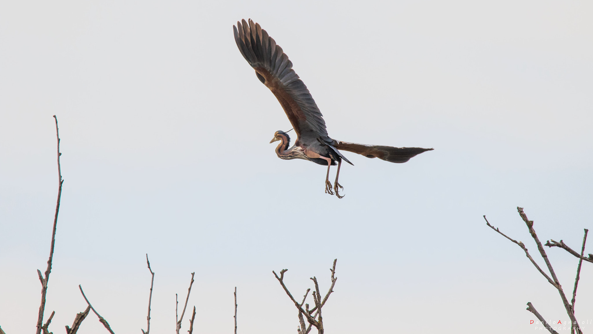 Tamron SP 150-600mm F5-6.3 Di VC USD sample photo. L'airone rosso photography