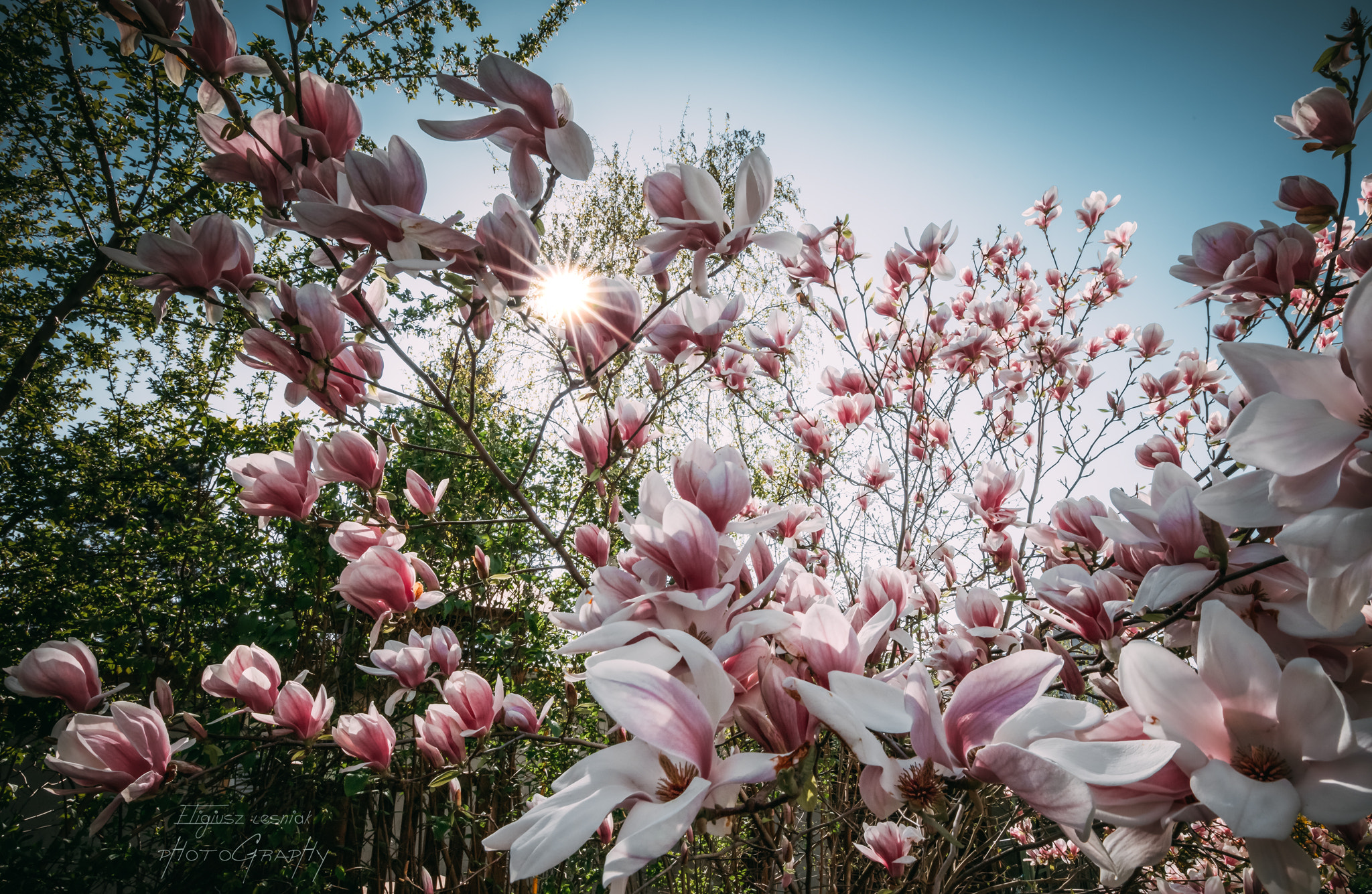 Canon EF 300mm f/2.8L sample photo. Untitled photography