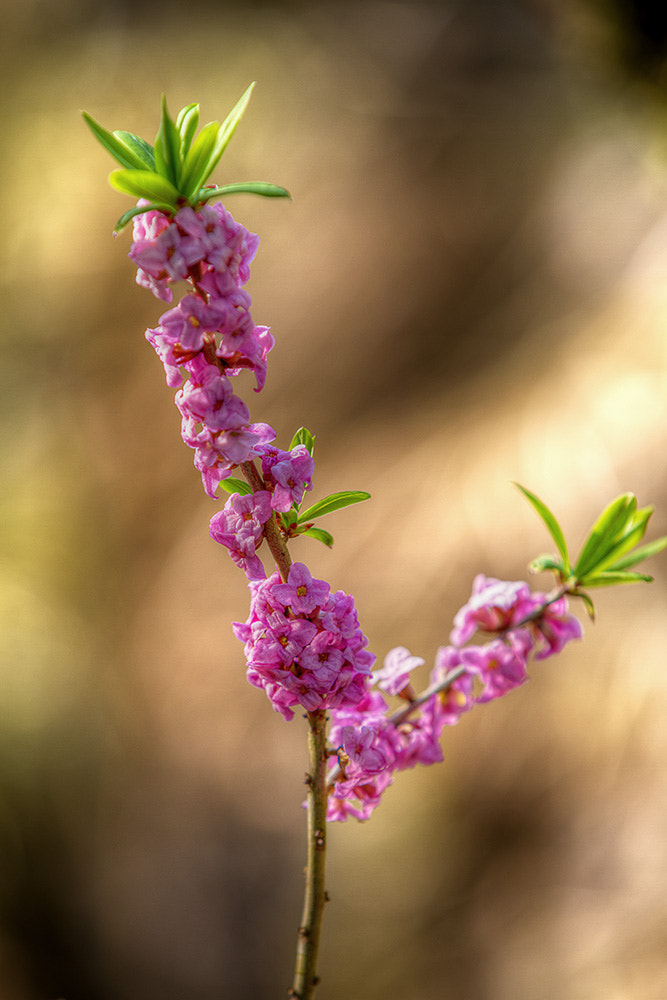 Canon EF 70-200mm F2.8L IS II USM sample photo. Paradise plant photography