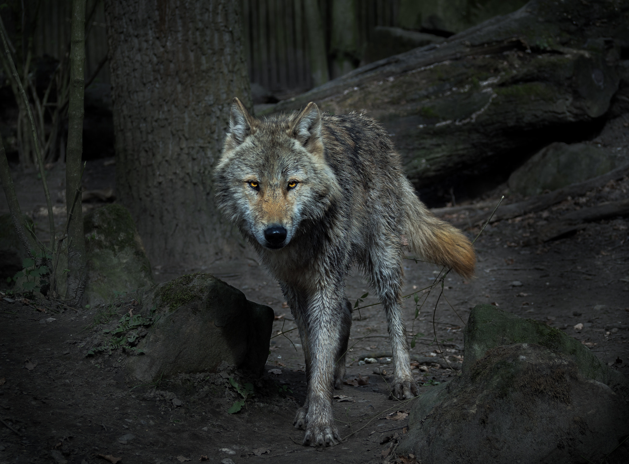 Olympus OM-D E-M10 sample photo. Wolf photography