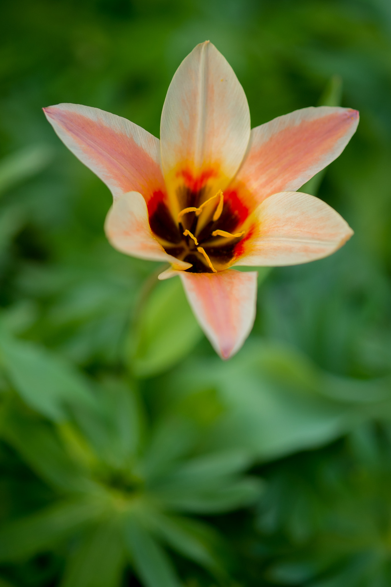 Fujifilm X-E1 + Fujifilm XF 60mm F2.4 R Macro sample photo. Only tulpe photography
