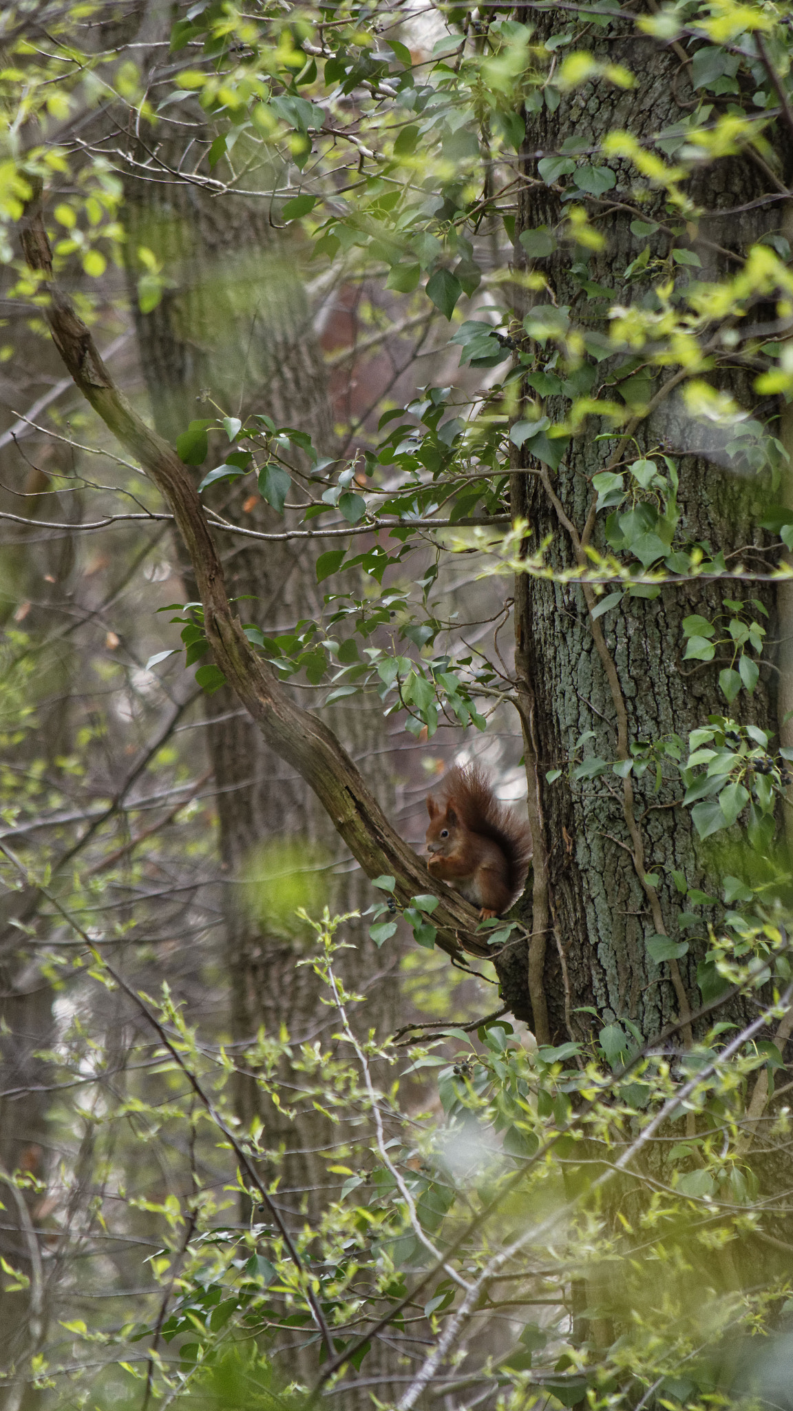 Nikon D7200 sample photo. Écureuil curieux - curious squirrel - sciurus vulgaris photography
