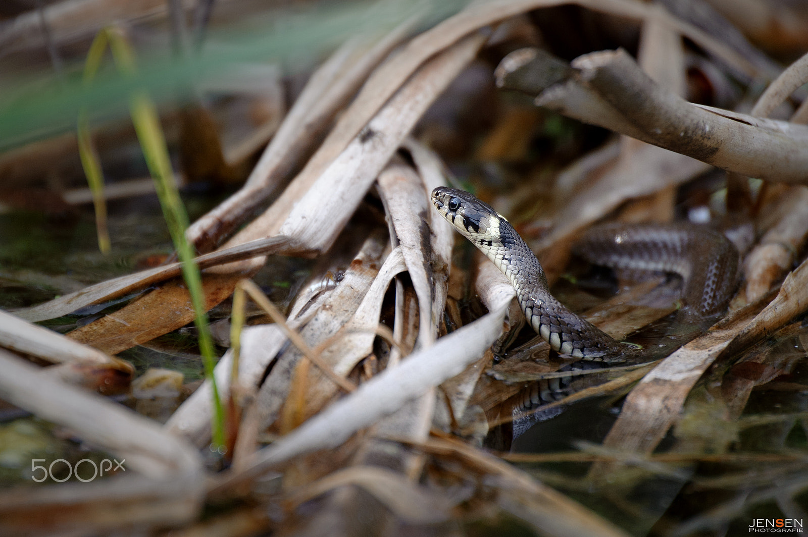Nikon D700 sample photo. Grass snake photography