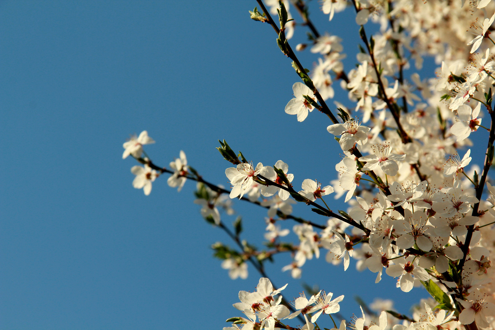 Canon EF-S 17-85mm F4-5.6 IS USM sample photo. Spring photography