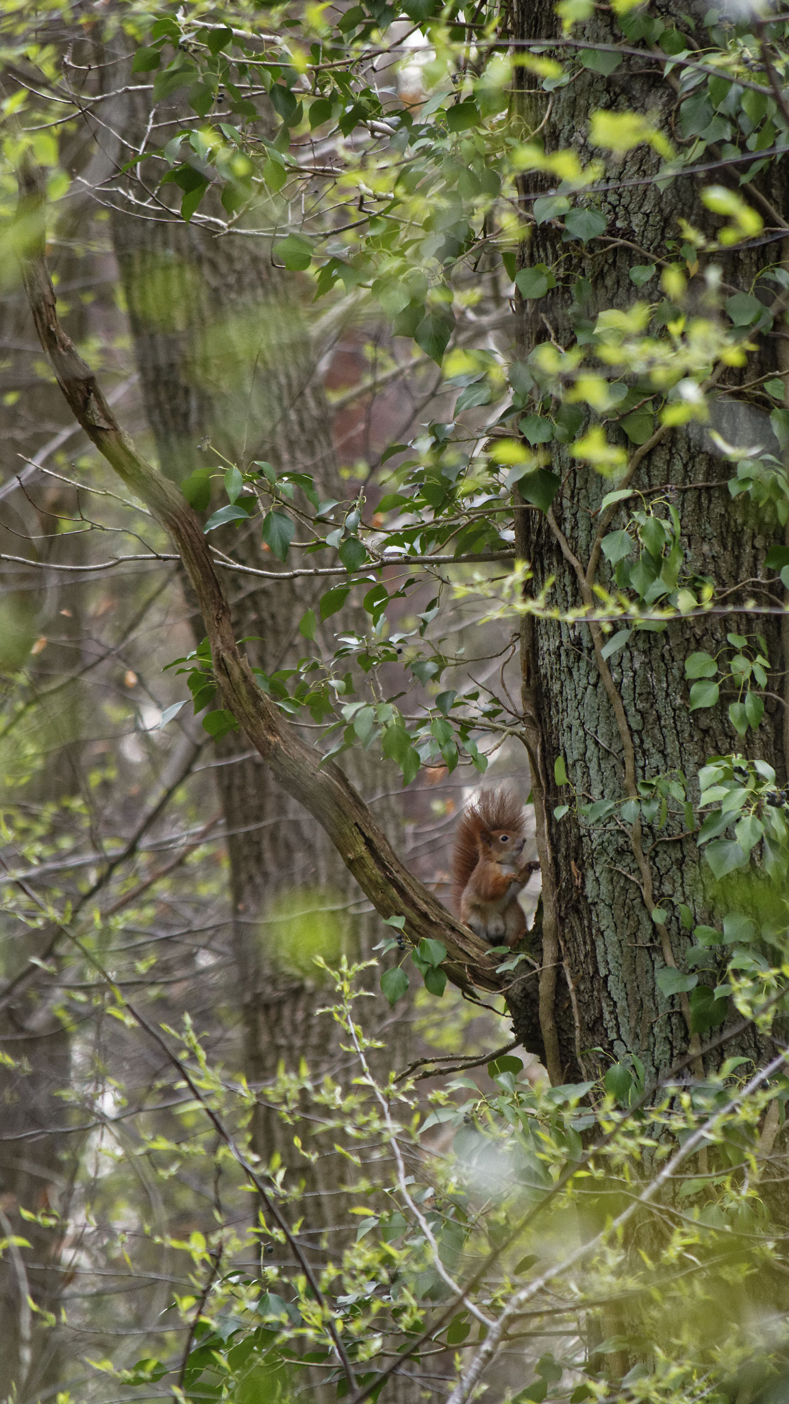 Nikon D7200 sample photo. Écureuil curieux (ii) - curious squirrel (ii) - sciurus vulgaris photography