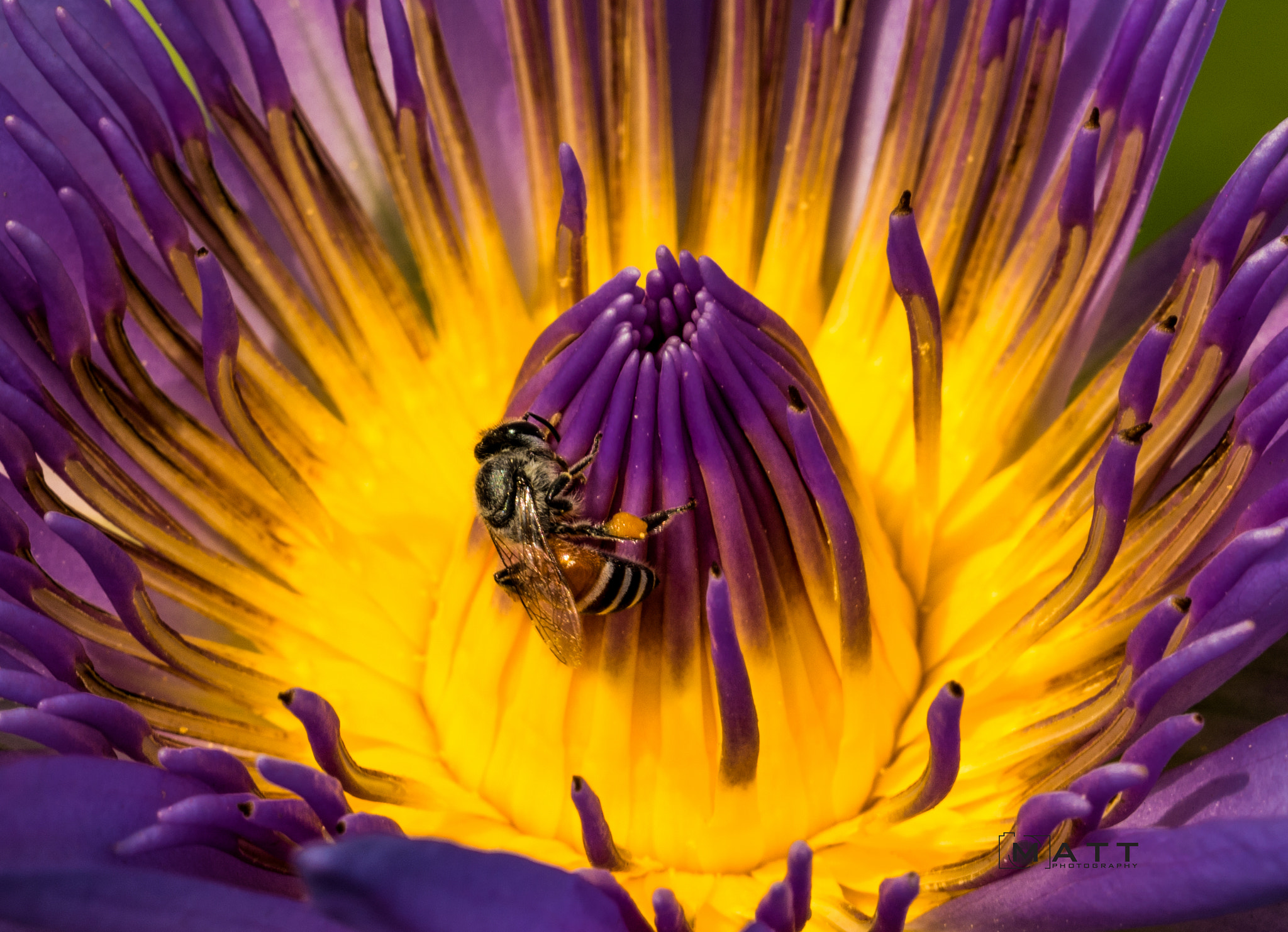 Nikon D7100 sample photo. Pollinating bee over a purple water lily photography