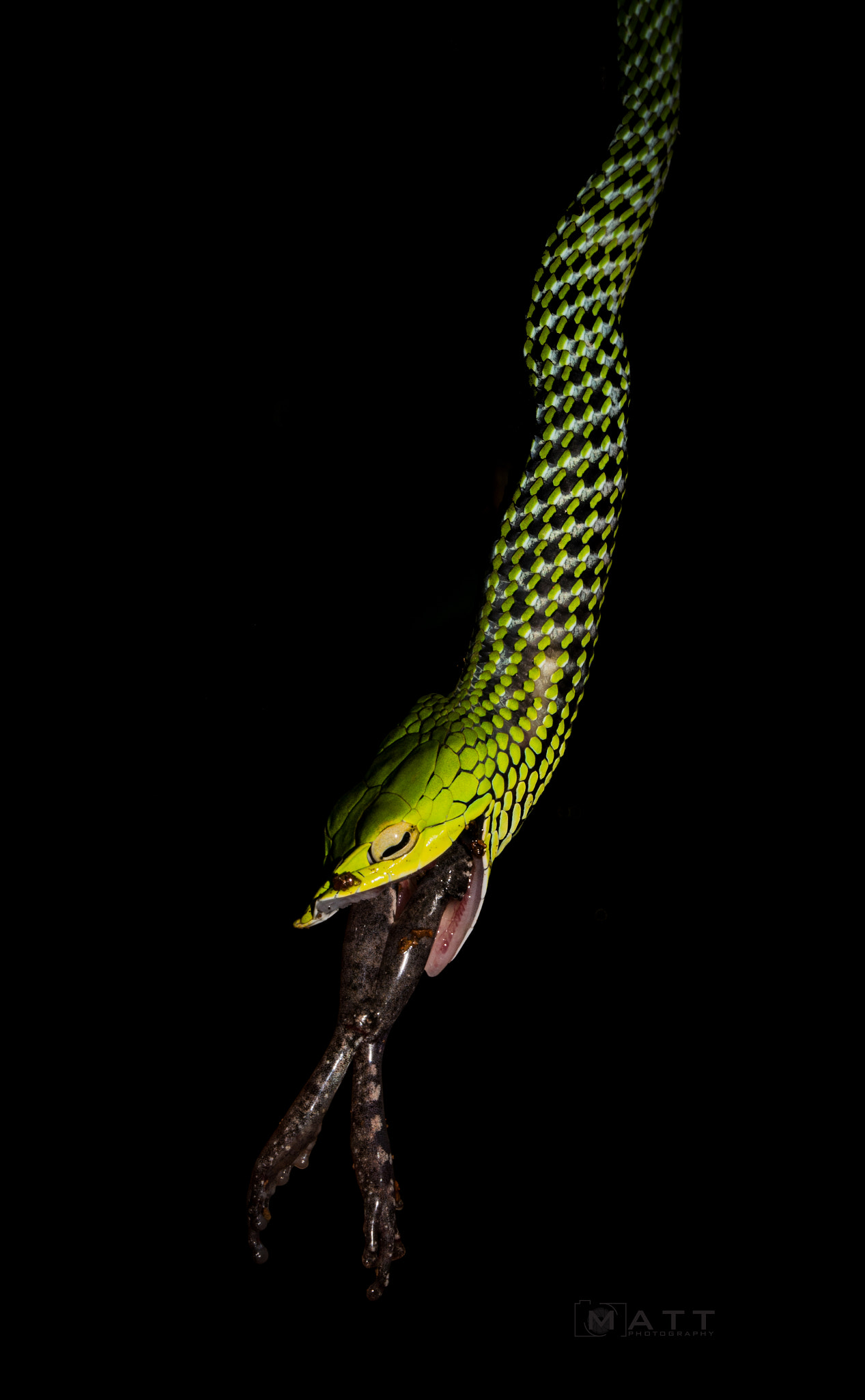 Nikon D7100 sample photo. Green vine snake with frog kill photography
