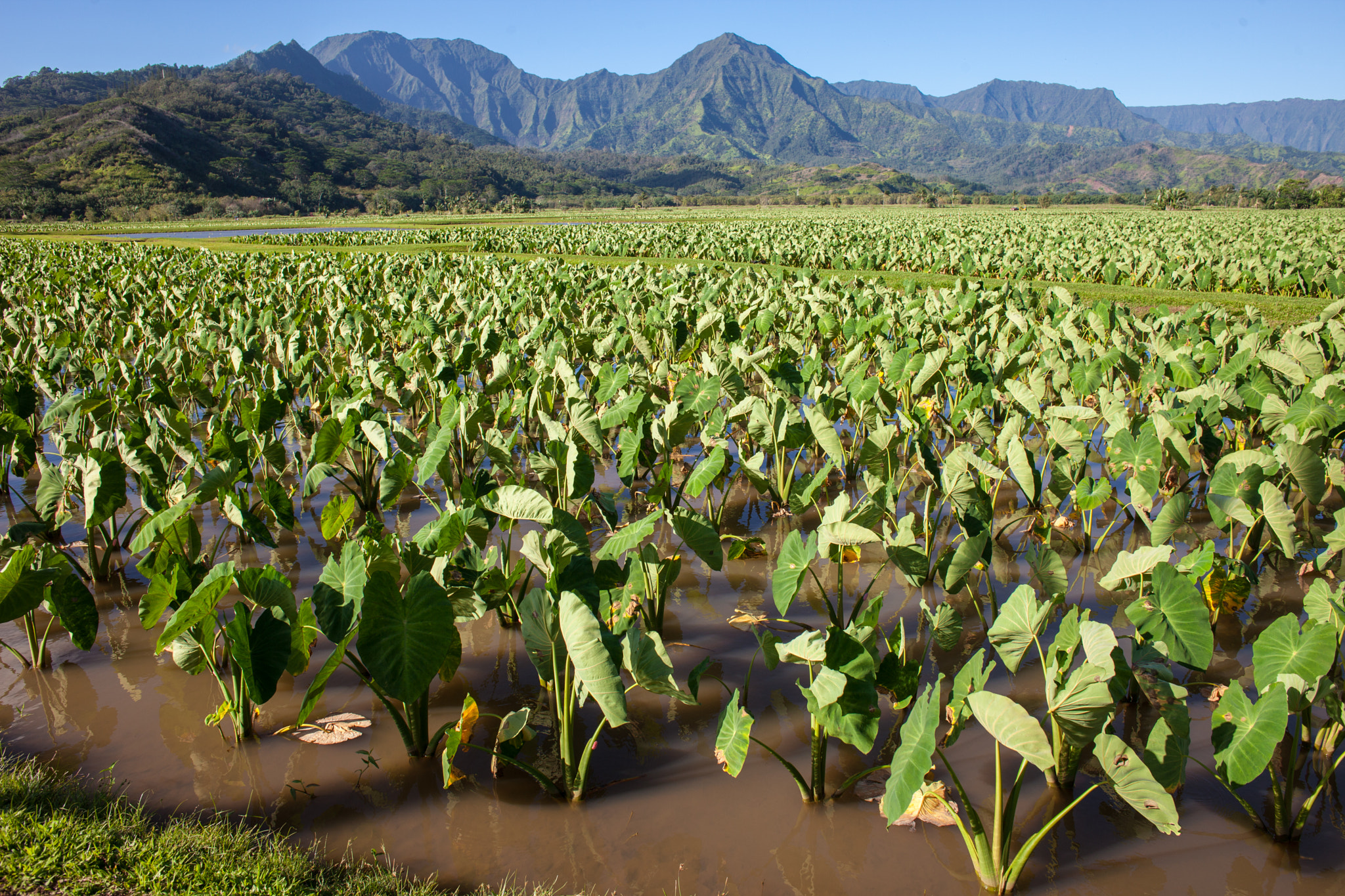 Canon EOS 5D Mark II sample photo. Taro farm and mountains photography