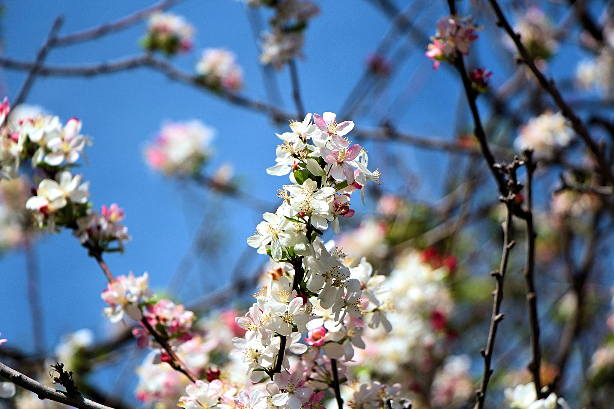 Canon EOS 1200D (EOS Rebel T5 / EOS Kiss X70 / EOS Hi) sample photo. Blooming flowers photography