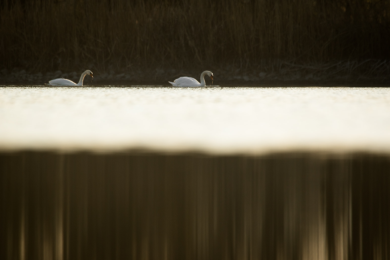 Canon EOS 7D Mark II + Canon EF 100-400mm F4.5-5.6L IS USM sample photo. Swans photography