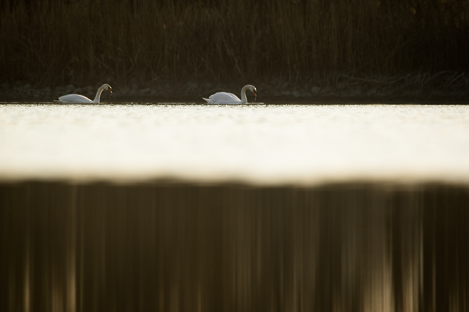 Canon EF 100-400mm F4.5-5.6L IS USM sample photo. Swans photography