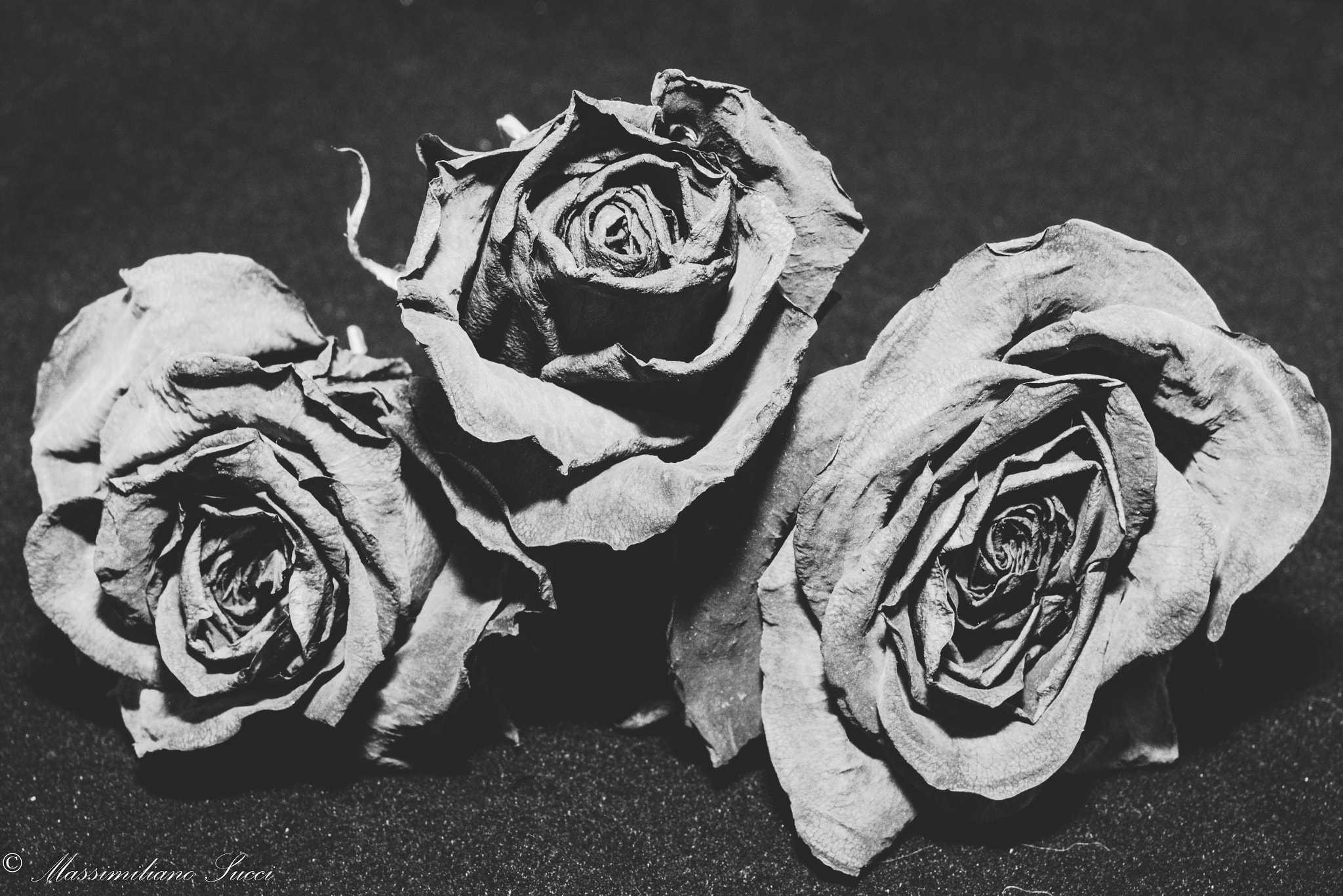 Canon EOS 70D + Canon EF 40mm F2.8 STM sample photo. Black and white of three roses photography
