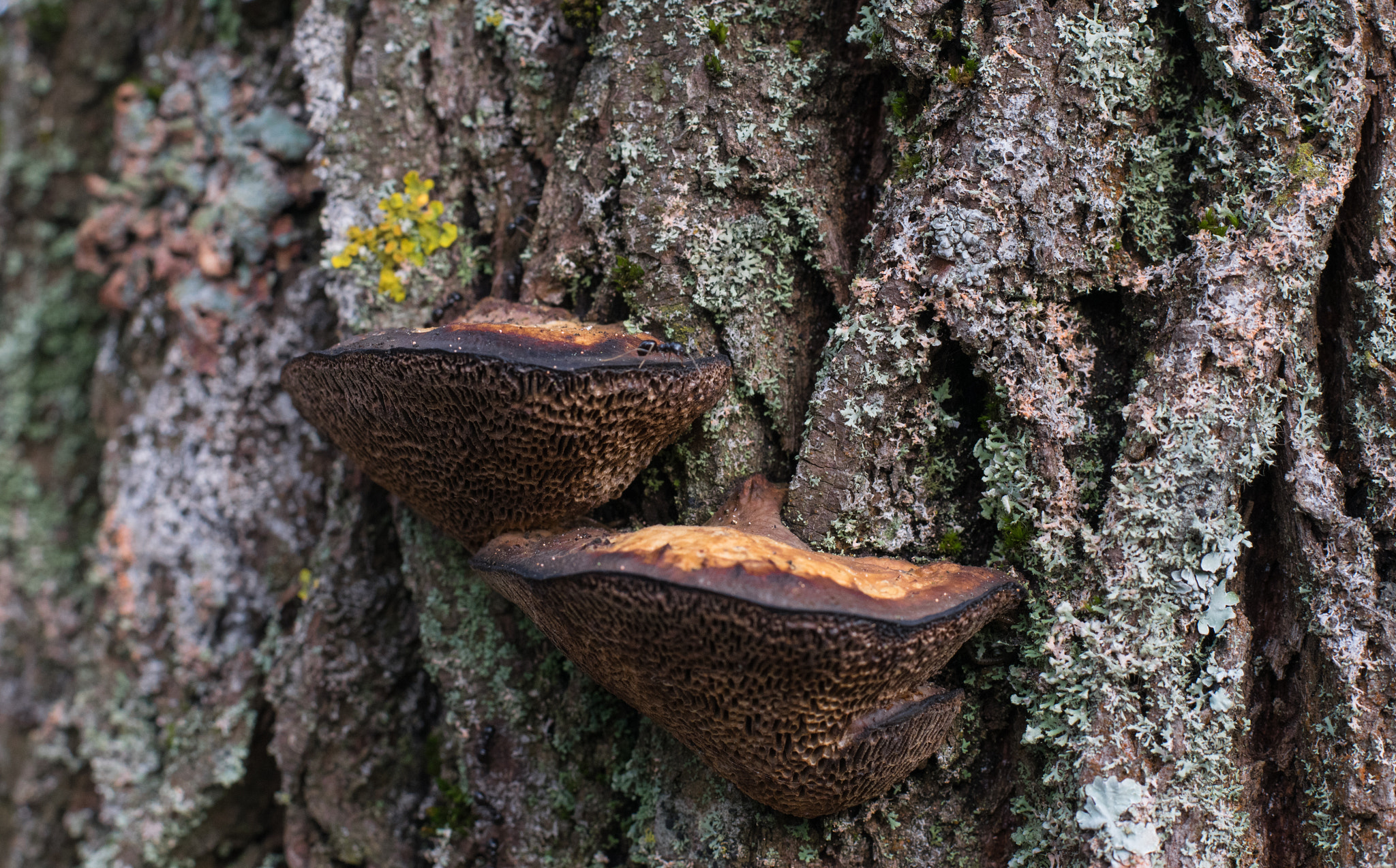 Nikon D3300 + Nikon AF-S Nikkor 50mm F1.8G sample photo. Ants and mushrooms photography