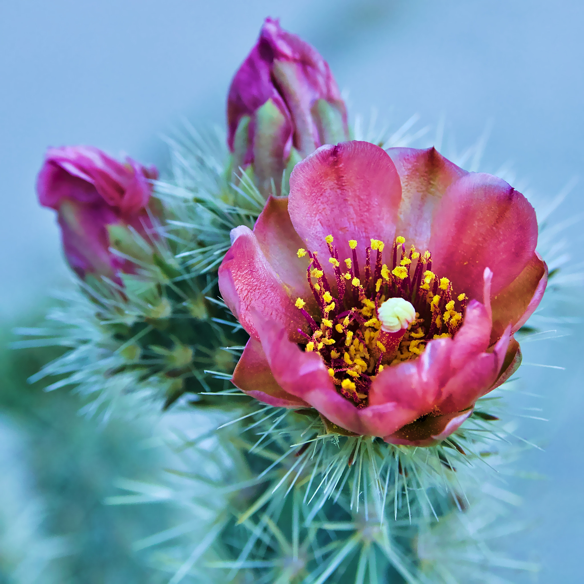 Canon EF-S 17-55mm F2.8 IS USM sample photo. Desert bloom photography