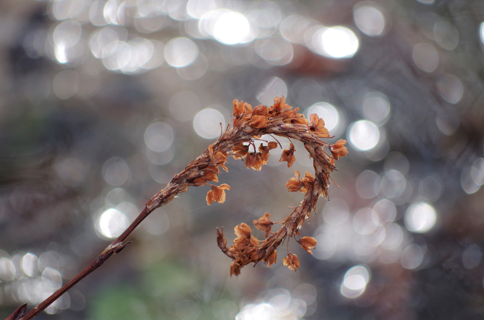 smc PENTAX-DA L 55-300mm F4-5.8 ED sample photo. Bright photography