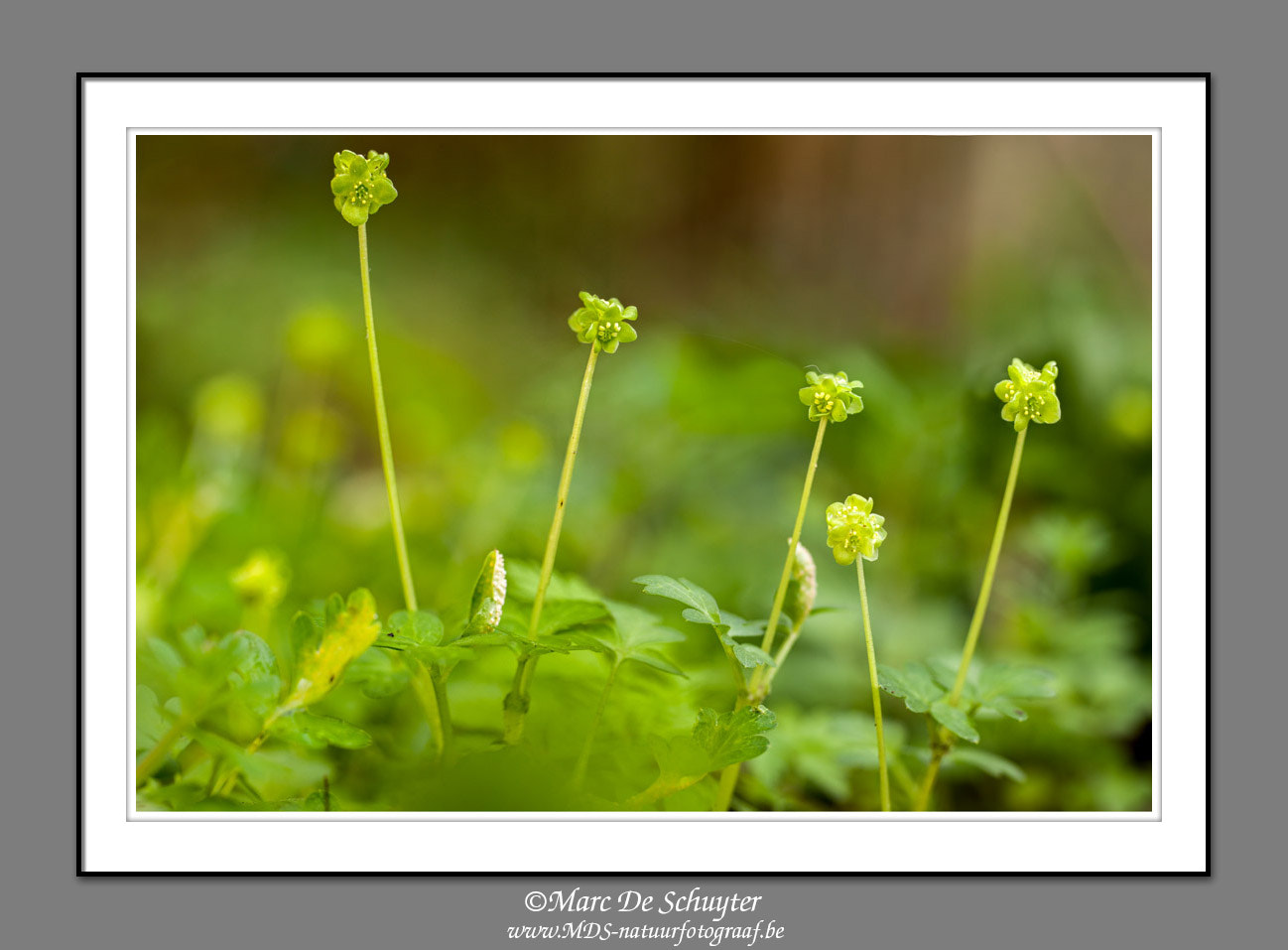 Canon EOS 5D Mark II + Canon TS-E 90mm F2.8 Tilt-Shift sample photo. Tiny muskroot photography