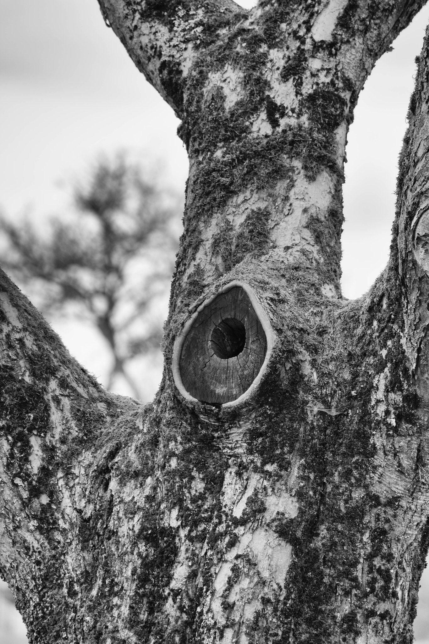 Canon EF-S 55-250mm F4-5.6 IS STM sample photo. Alte wunde photography