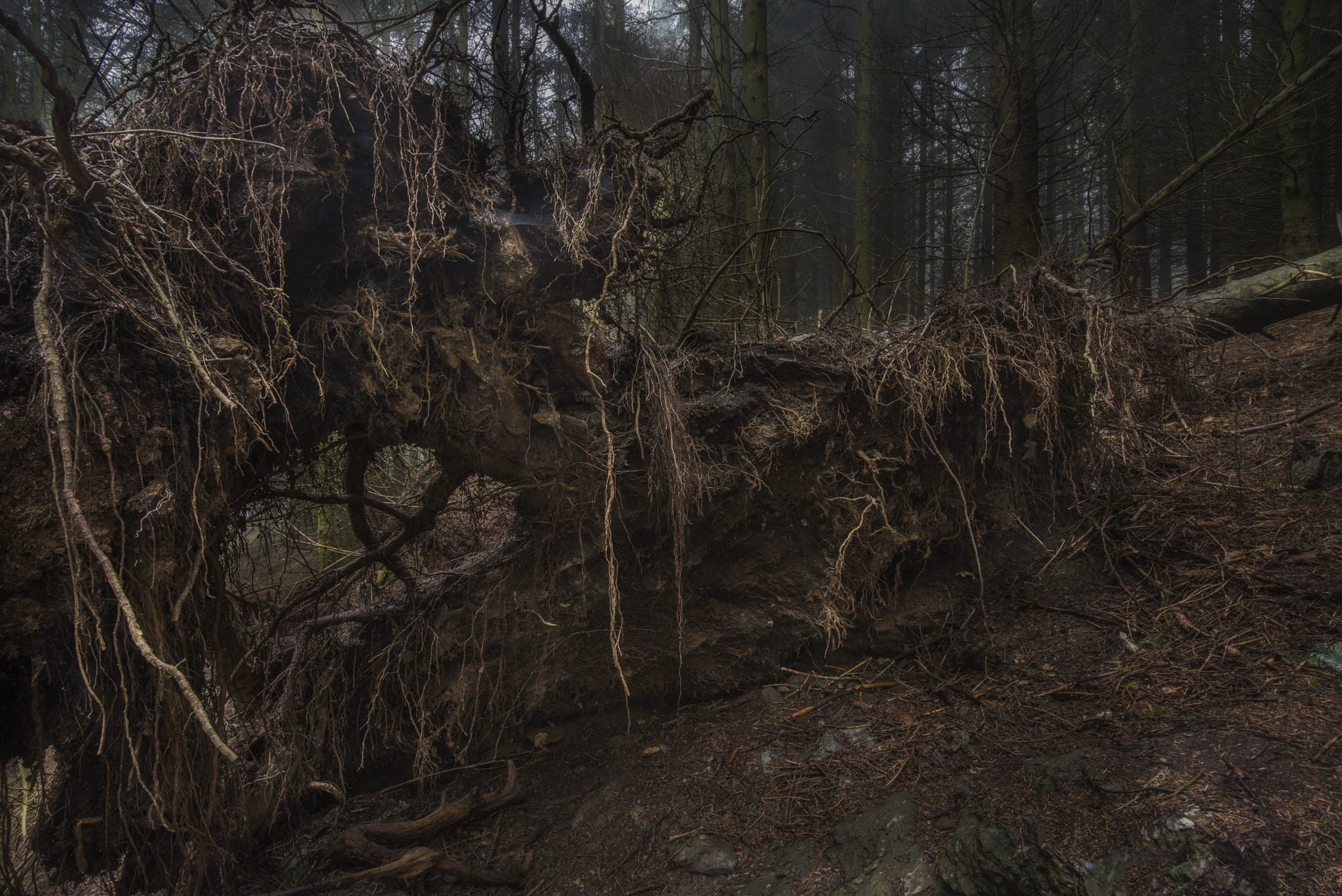 Nikon D800 sample photo. Fallen tree photography