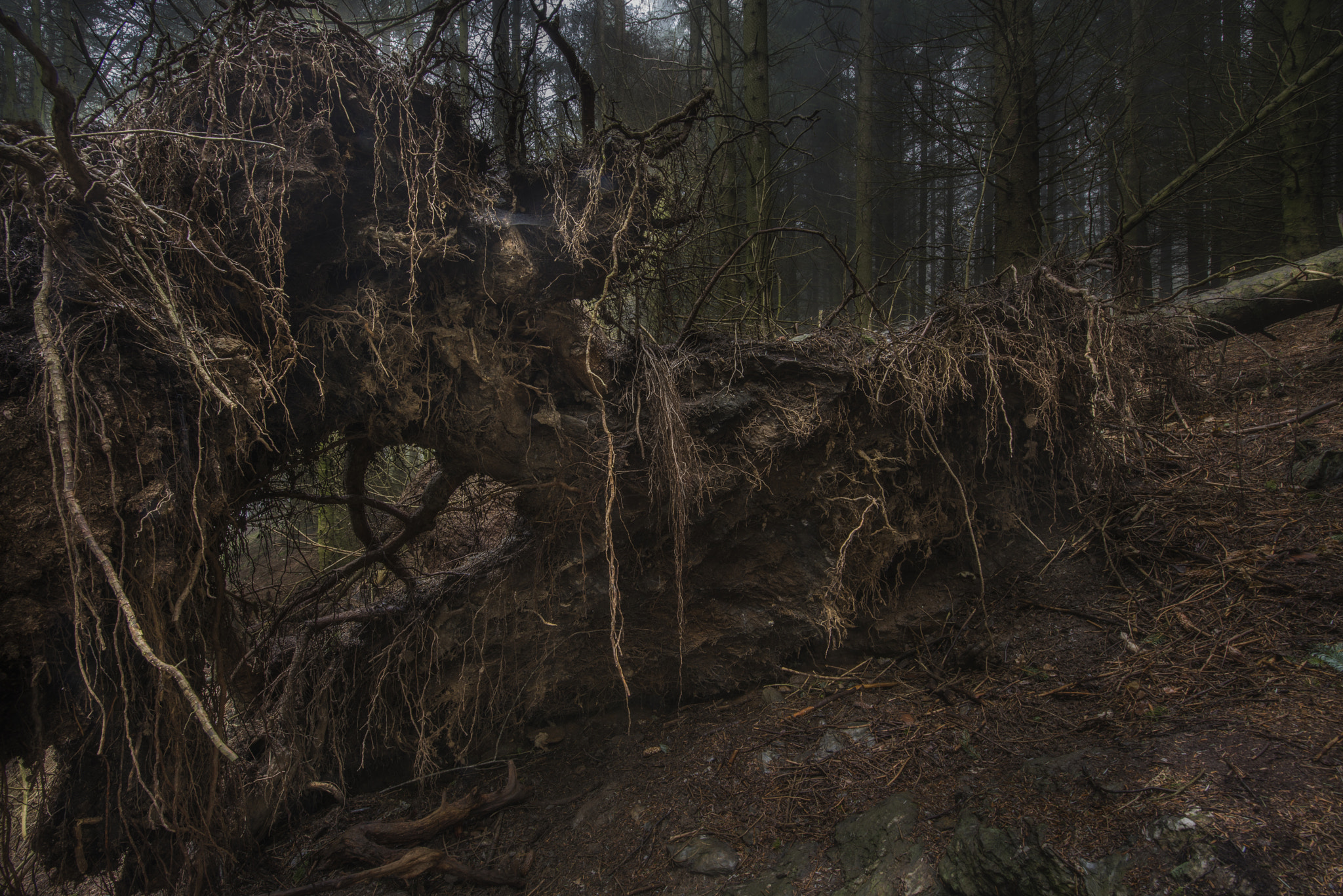 Nikon AF-S Nikkor 14-24mm F2.8G ED sample photo. Fallen tree photography