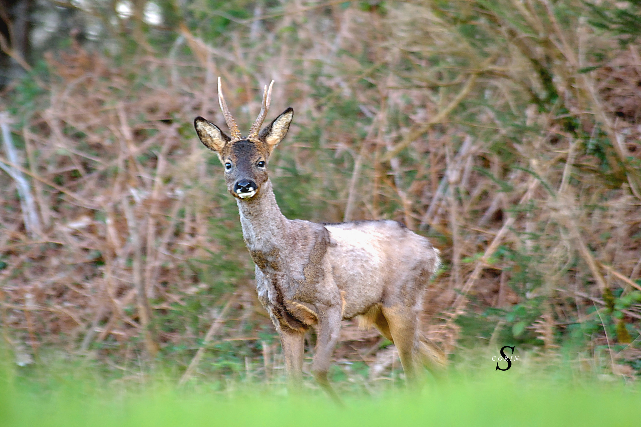 Nikon D3100 + Sigma 70-300mm F4-5.6 APO DG Macro sample photo. Chevreuil photo corin sylvain photography