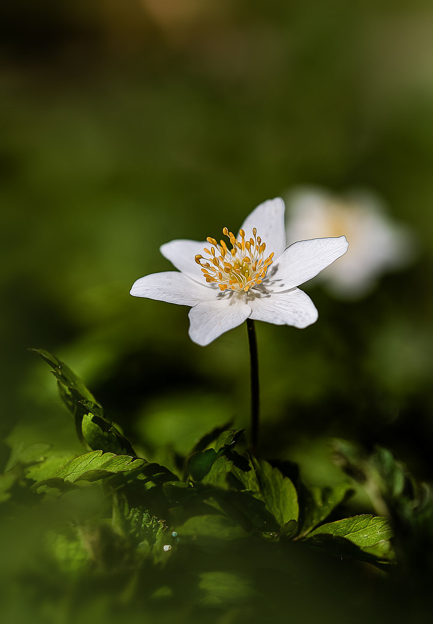 Sigma 105mm F2.8 EX DG OS HSM sample photo. ++ kleine schönheit ++ photography
