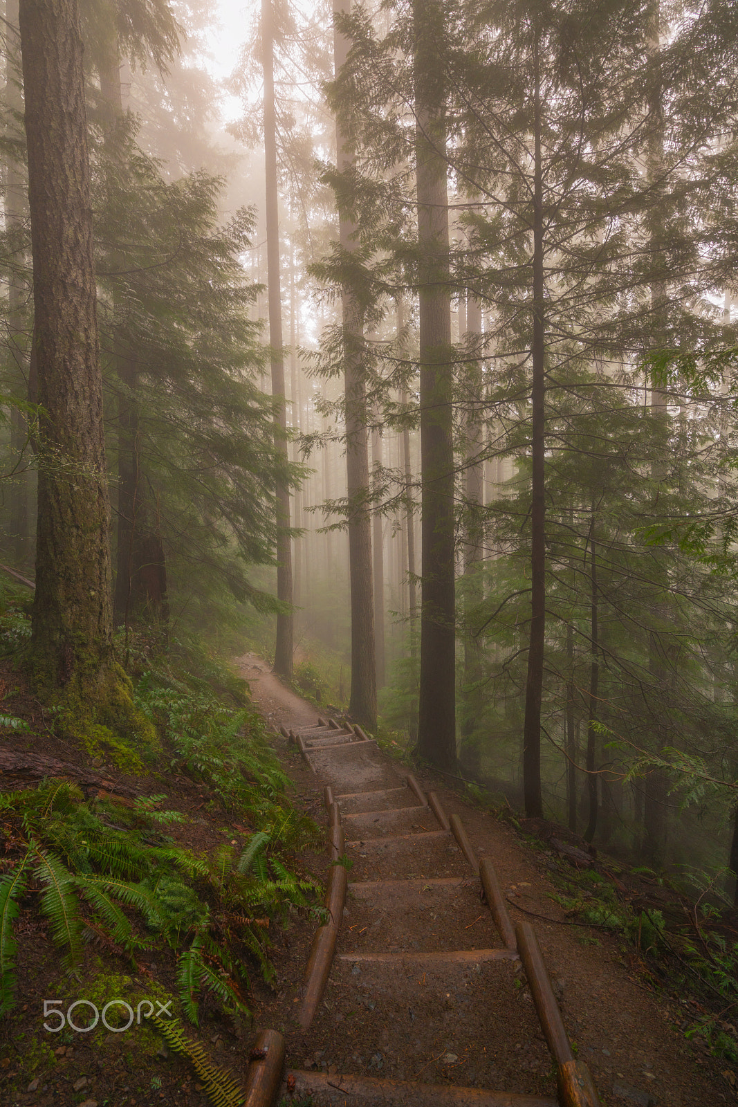 Sony a7R II sample photo. Foggy trail photography