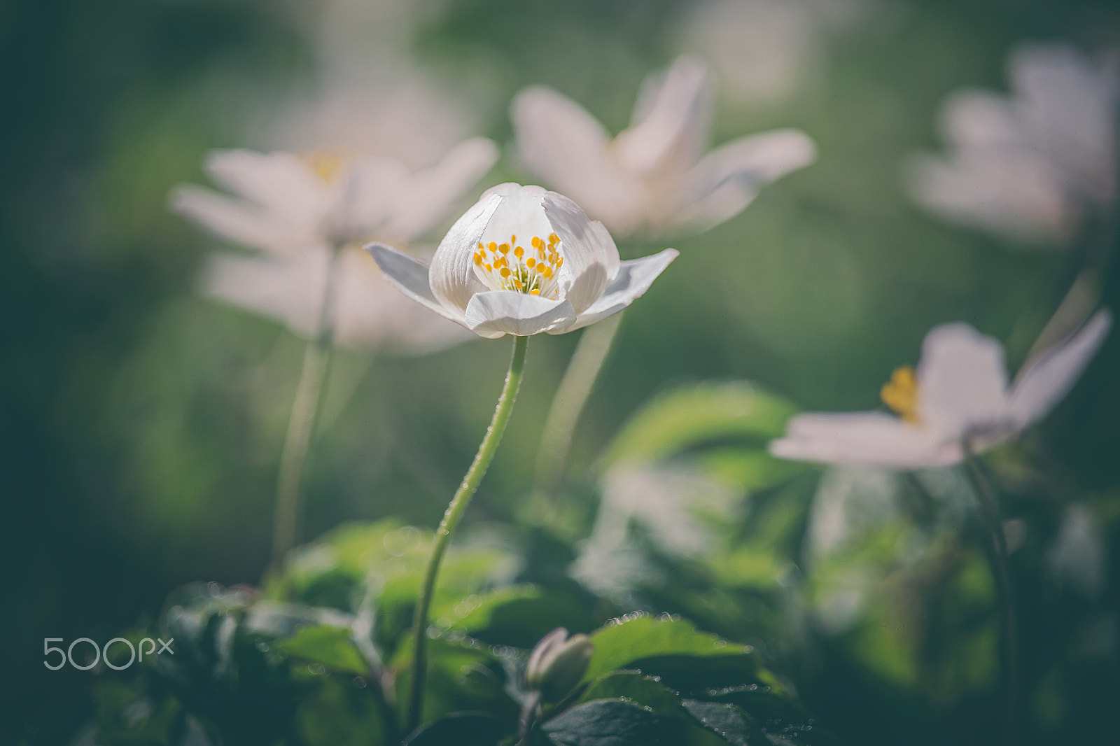 Canon EF-S 55-250mm F4-5.6 IS STM sample photo. Weiße leberblümchen photography