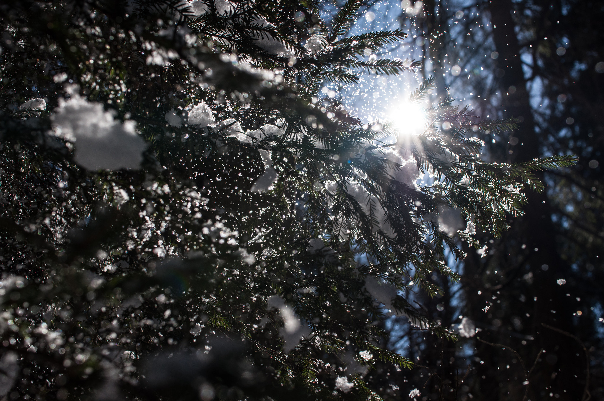Nikon D90 sample photo. Spring sun photography
