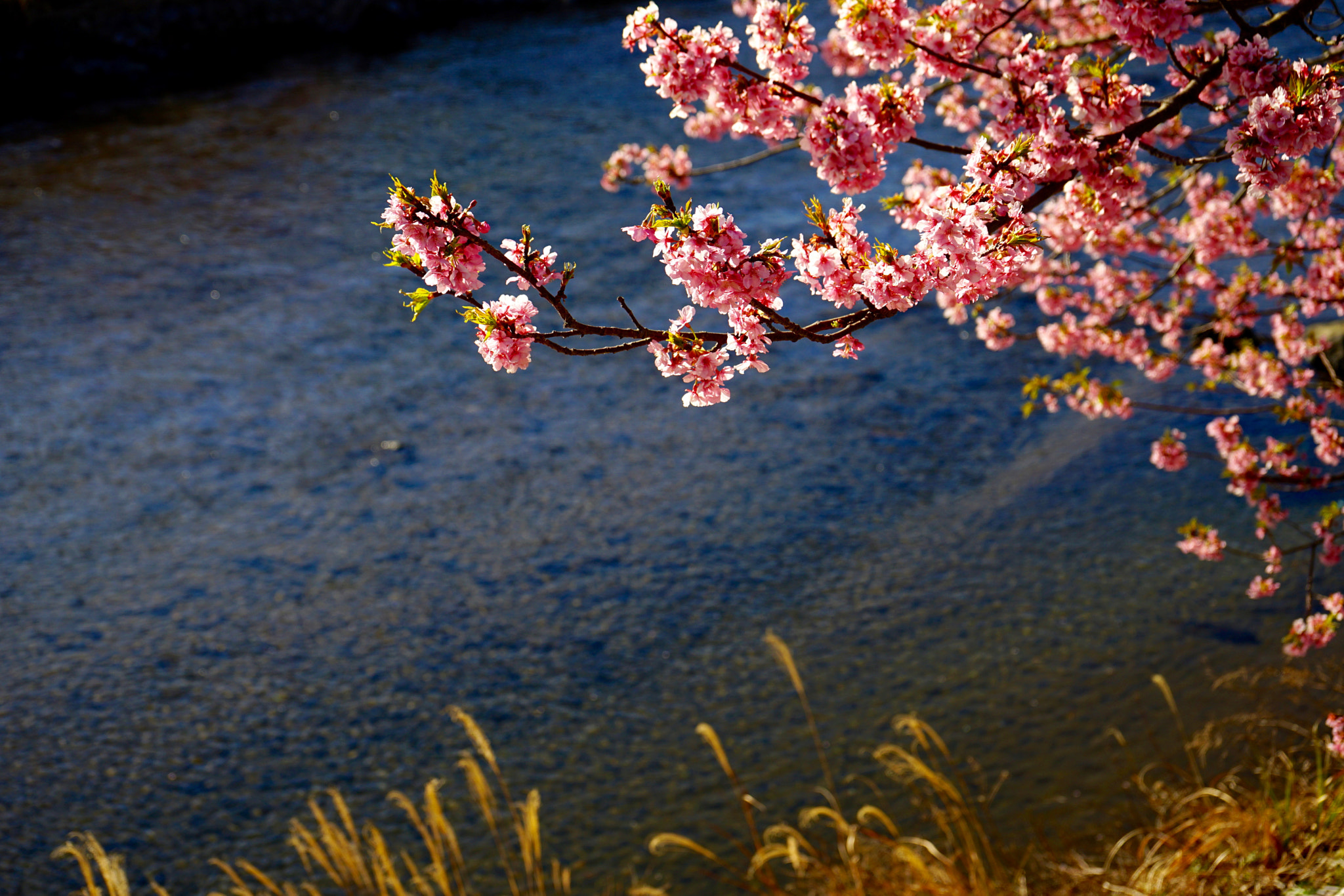 Sony FE 28-70mm F3.5-5.6 OSS sample photo. Cherry blossom photography