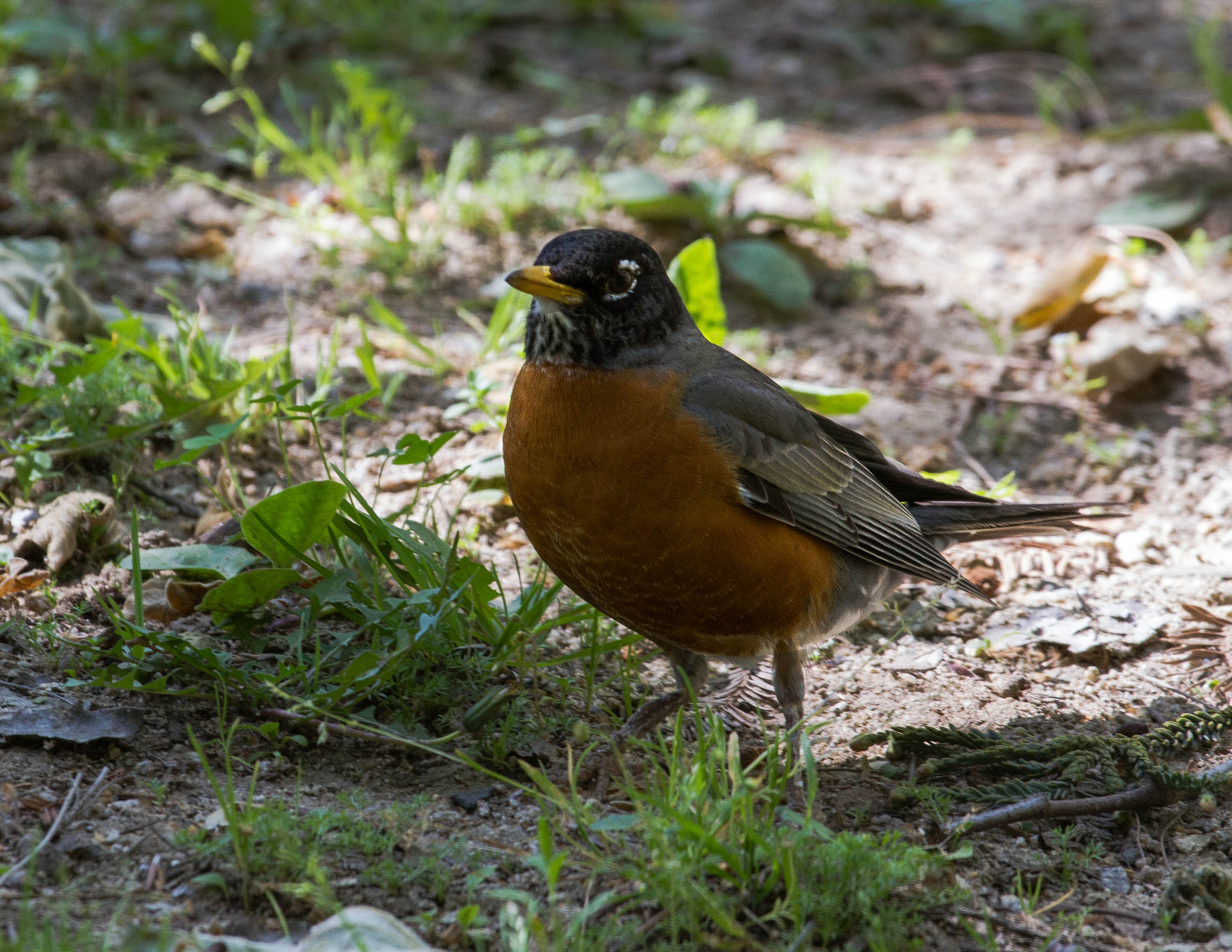 Canon EOS 7D sample photo. American robin standing proud photography