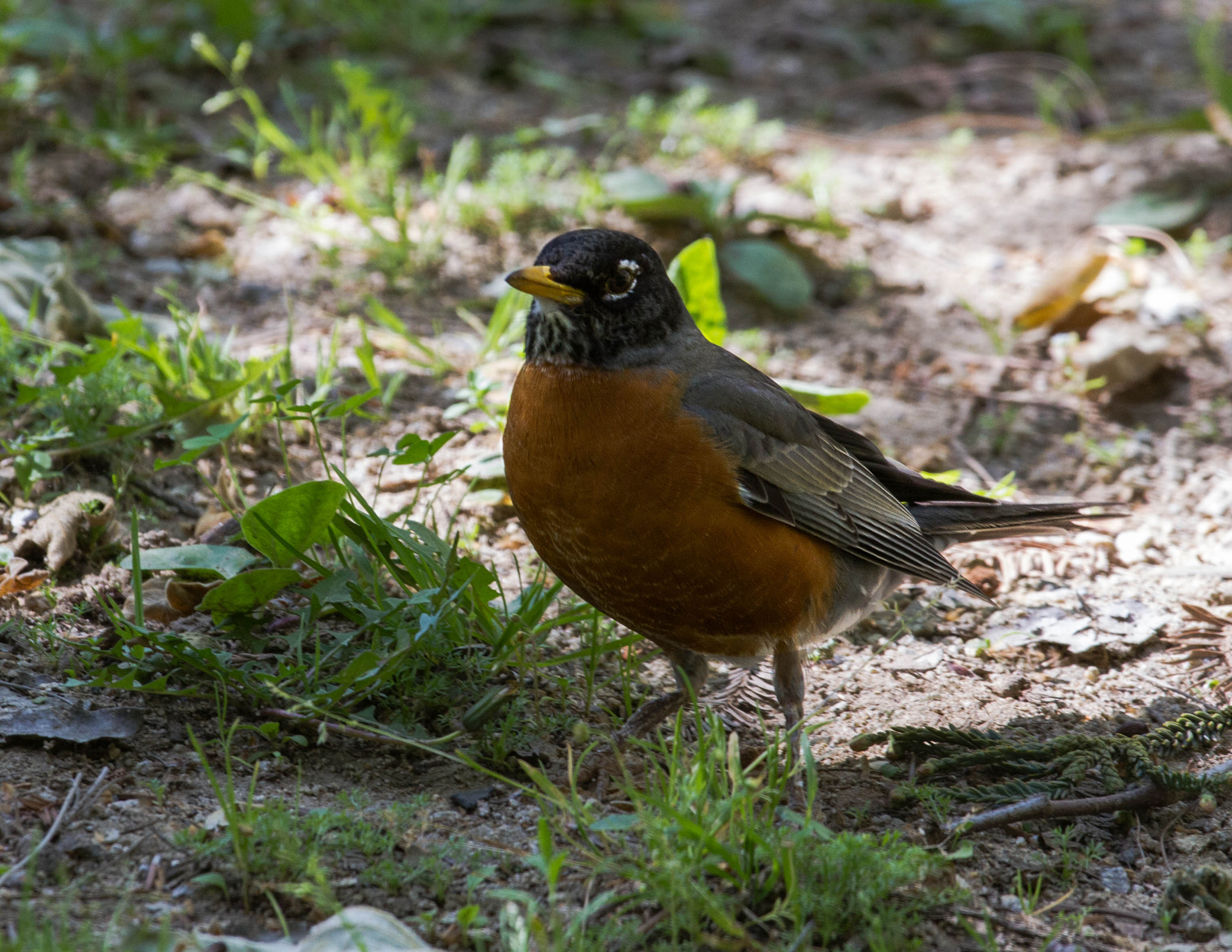 Canon EOS 7D + Canon EF 70-200mm F4L IS USM sample photo. American robin standing proud photography
