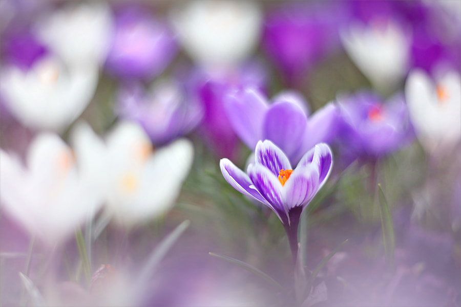 Canon EF 35-80mm f/4-5.6 sample photo. *** photography