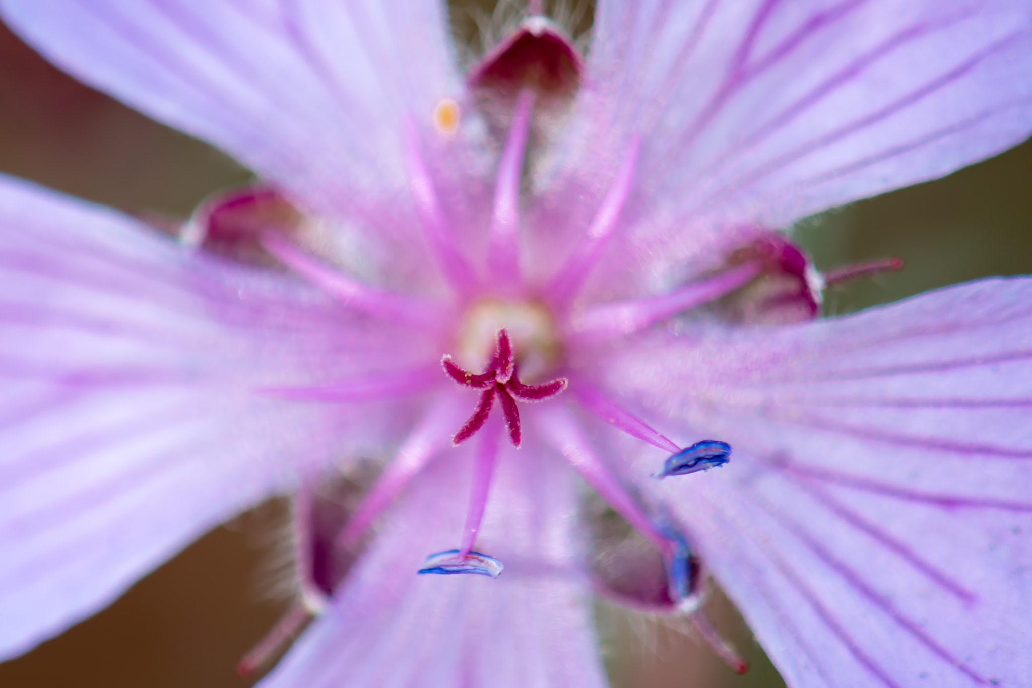 Nikon AF-S DX Micro-Nikkor 85mm F3.5G ED VR sample photo. Wild flower photography
