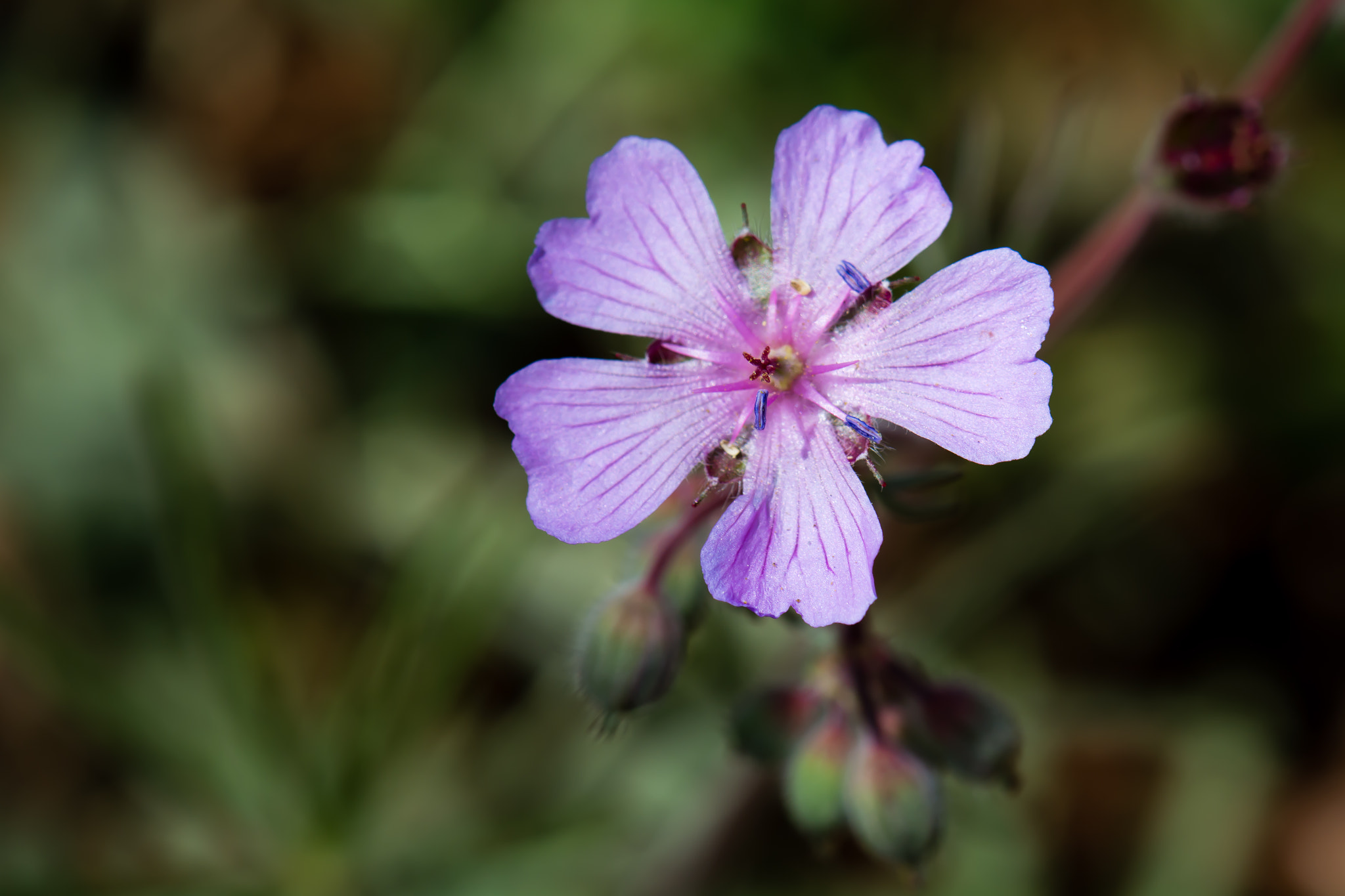 Nikon AF-S DX Micro-Nikkor 85mm F3.5G ED VR sample photo. Wild flower photography